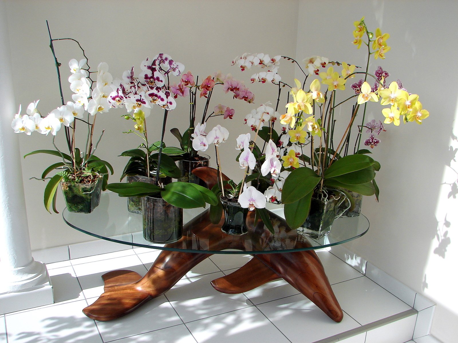 Орхидеи в горшках на подоконнике. Орхидея фаленопсис в горшке. Комнатный цветок Орхидея фаленопсис. Фаленопсис мультифлора белая. Орхидея фаленопсис бабочка.