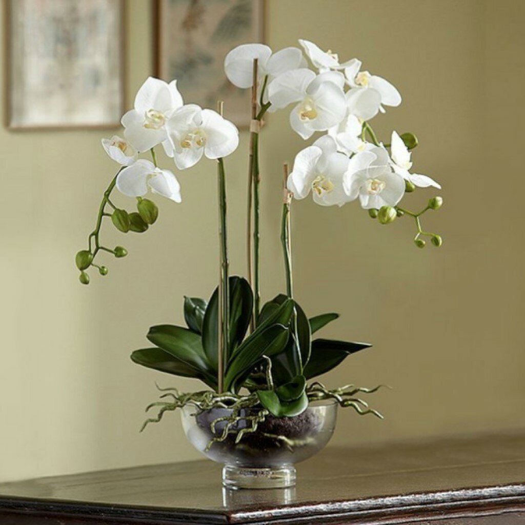Орхидея живая цветок. Комнатный цветок Орхидея фаленопсис. Орхидея фаленопсис Каскад. Орхидея фаленопсис белая. Фаленопсис Алексия.