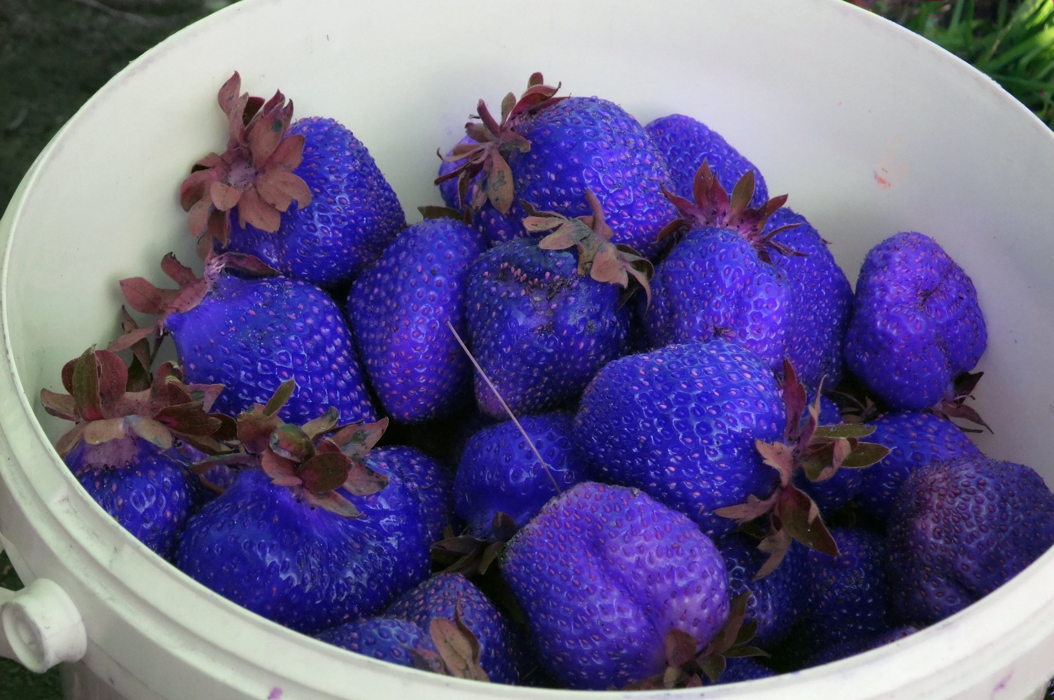 Вкусные гибриды. Необычные фрукты. Необычные ягоды. Фиолетовая клубника. Синяя клубника.