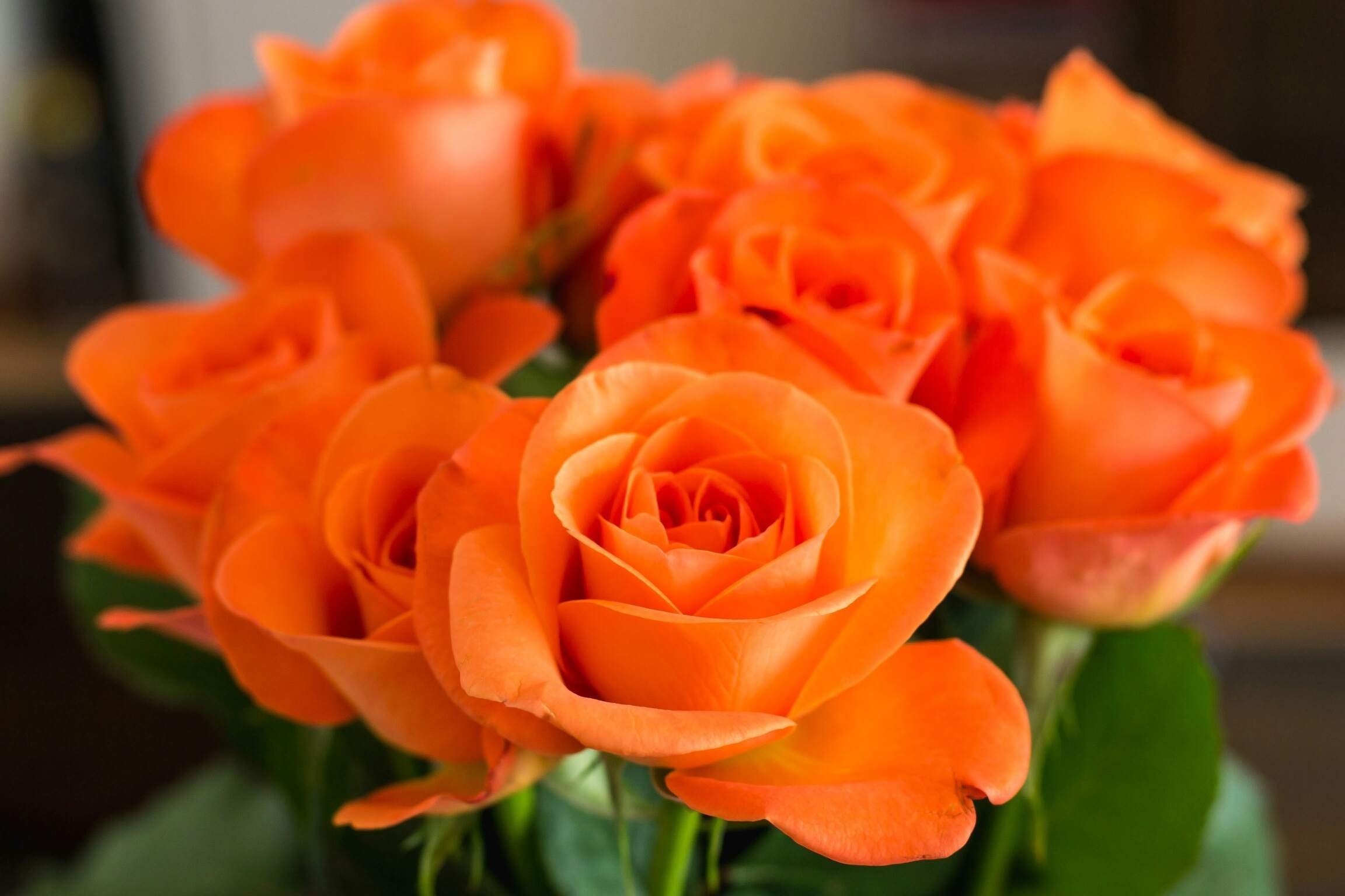 Оранжевые розы (54 фото) .