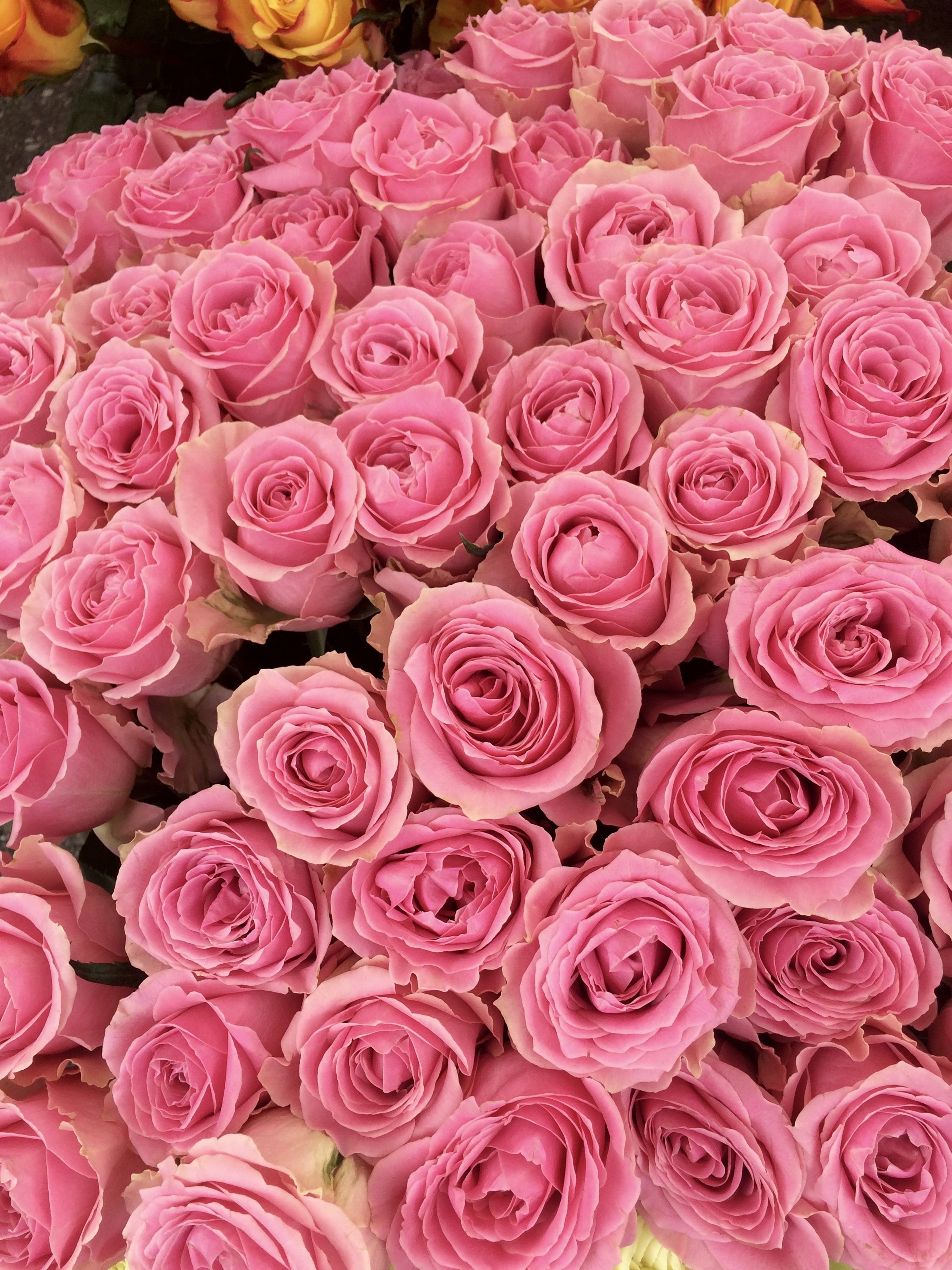 Много роз красивых. Розы Пинк Фловерс. Розовые розы.