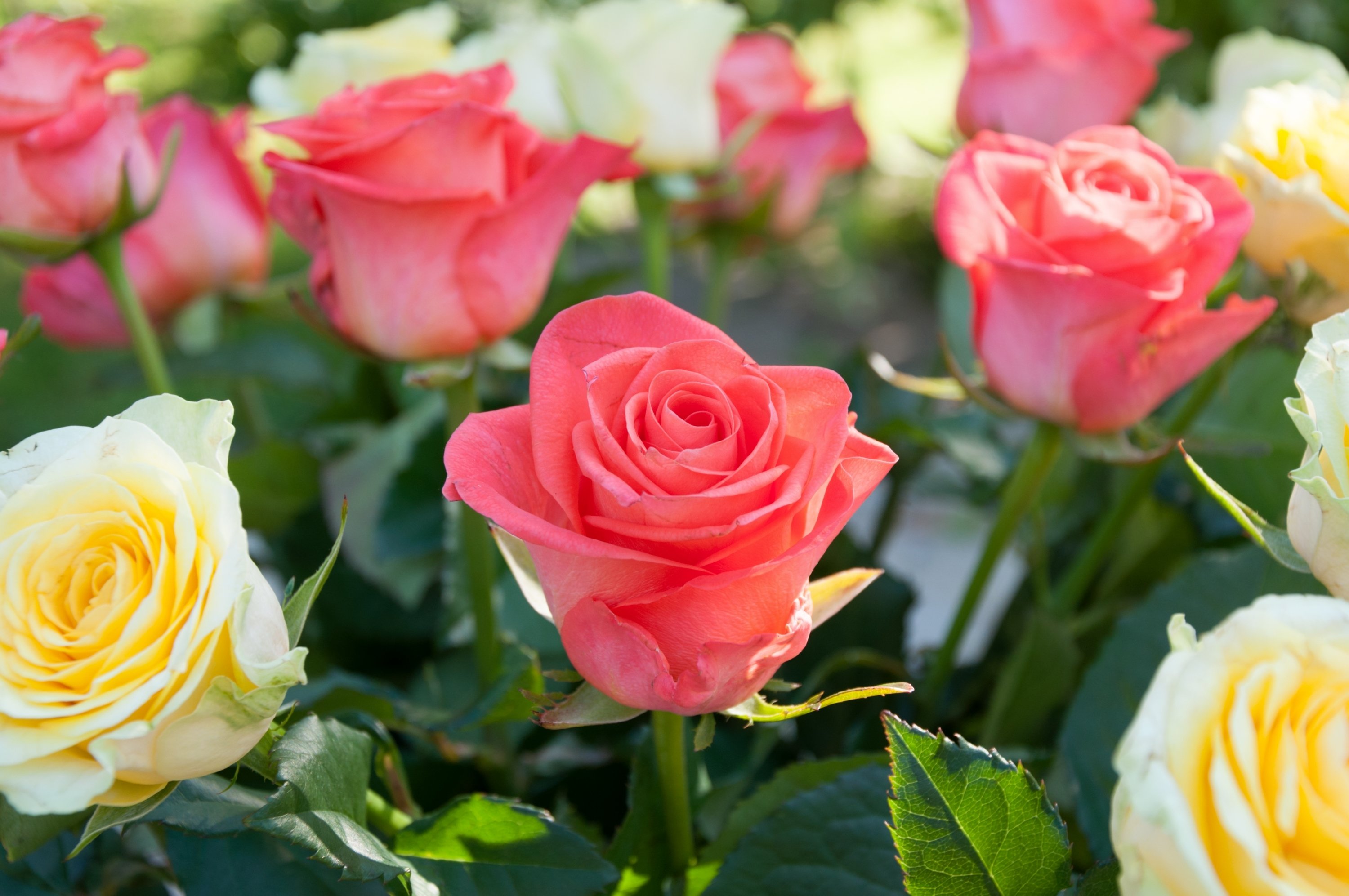 Цветы розы фото. Роза ол Райт. Роза Казахстанская Юбилейная. Роза Розалина. Крупные розы.