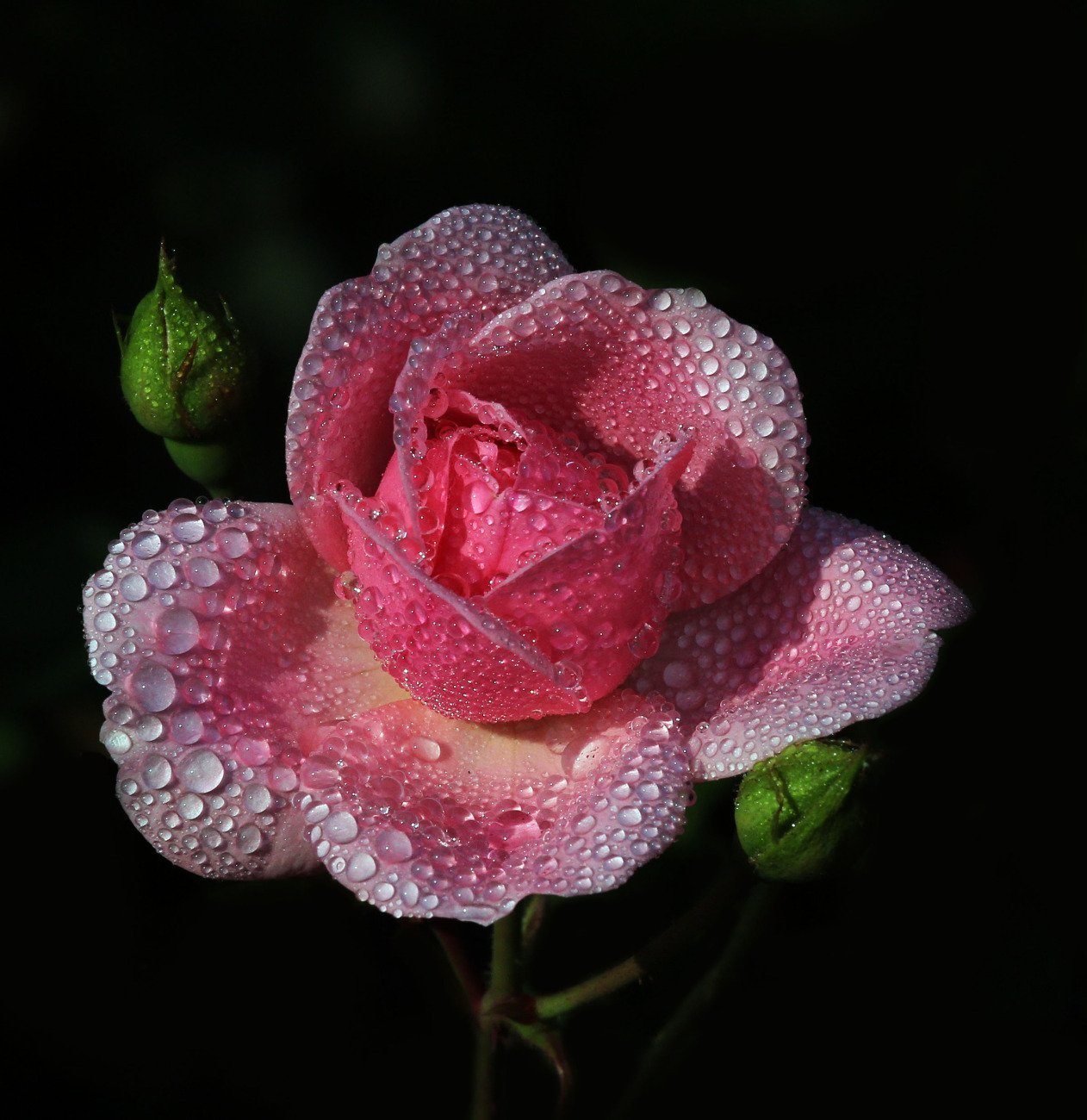 Красивый цветок картинка анимация. Очень красивые цветы. Цветы с капельками росы. Розовые розы.
