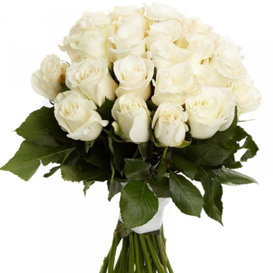 Белые розы оттенки. Букет белых роз букет. Букет цветов «25 белых роз». Шикарный букет белых роз.