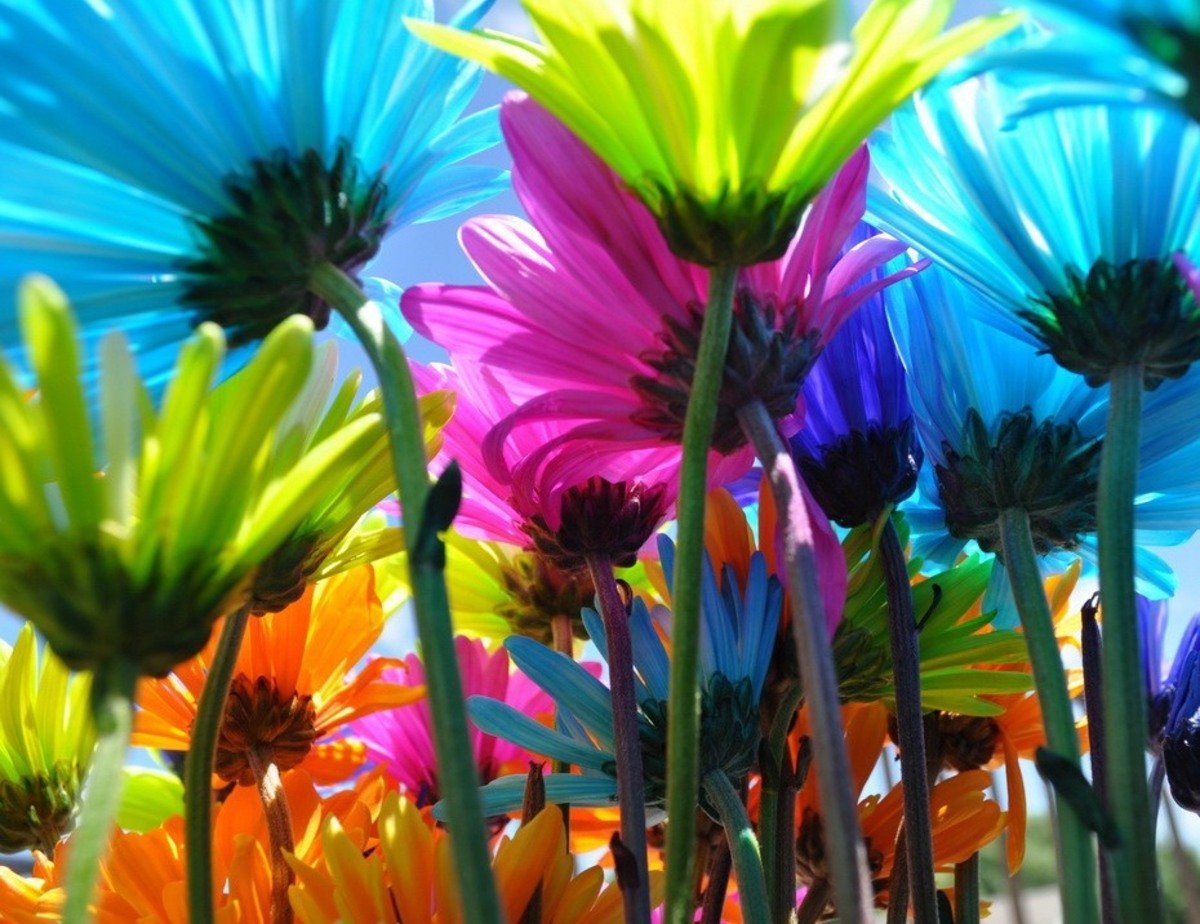 Яркое цветы чувства. Питер Ван де Веркен. Яркие цветочки. Разноцветные цветы. Радужные цветы.