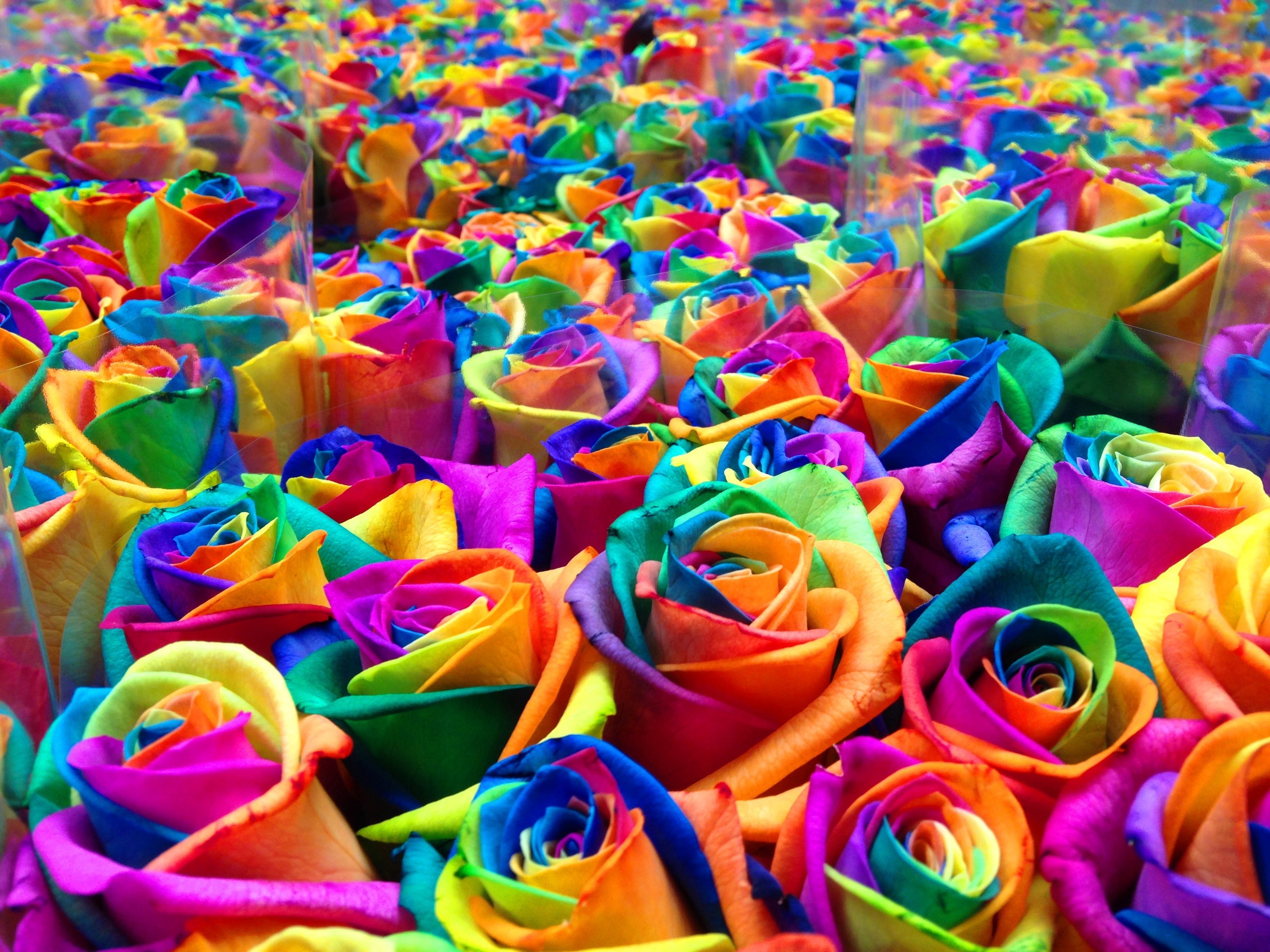 Яркое цветы чувства. Рейнбоу цветок. Разноцветные розы.
