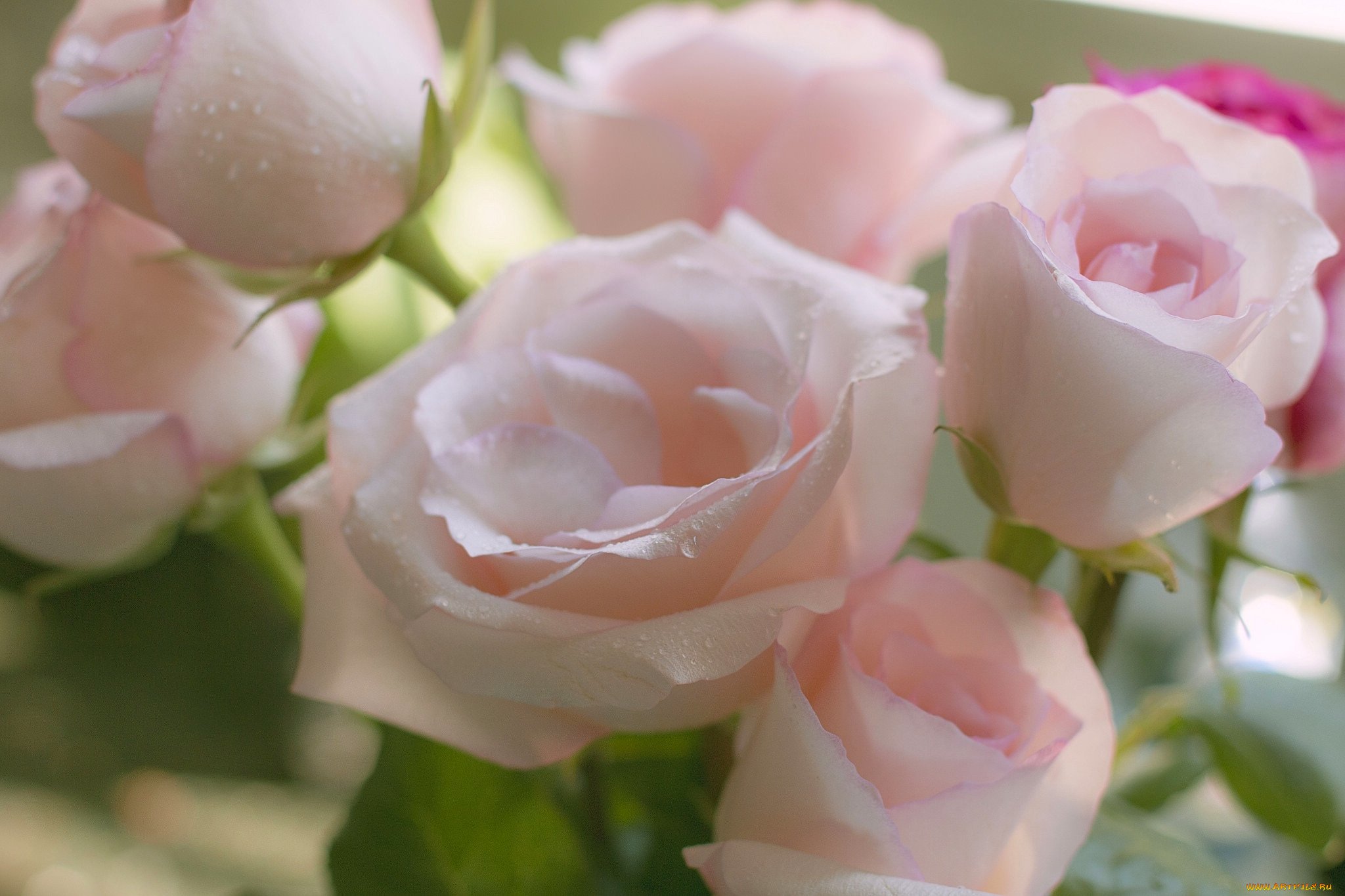 Самый красивый ласковый нежный. Нежные розы. Красивые нежные цветы. Бледно розовые розы. Бело розовые розы.