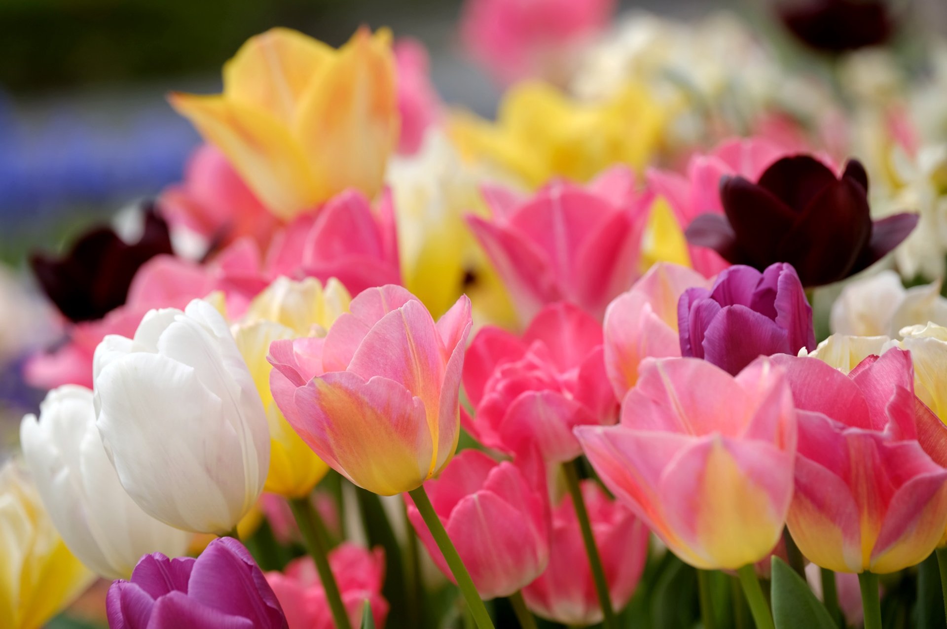 Весенние тюльпаны картинки красивые. Тюльпан Vesna. Весенние тюльпаны. Яркие цветы. Тюльпаны разноцветные.