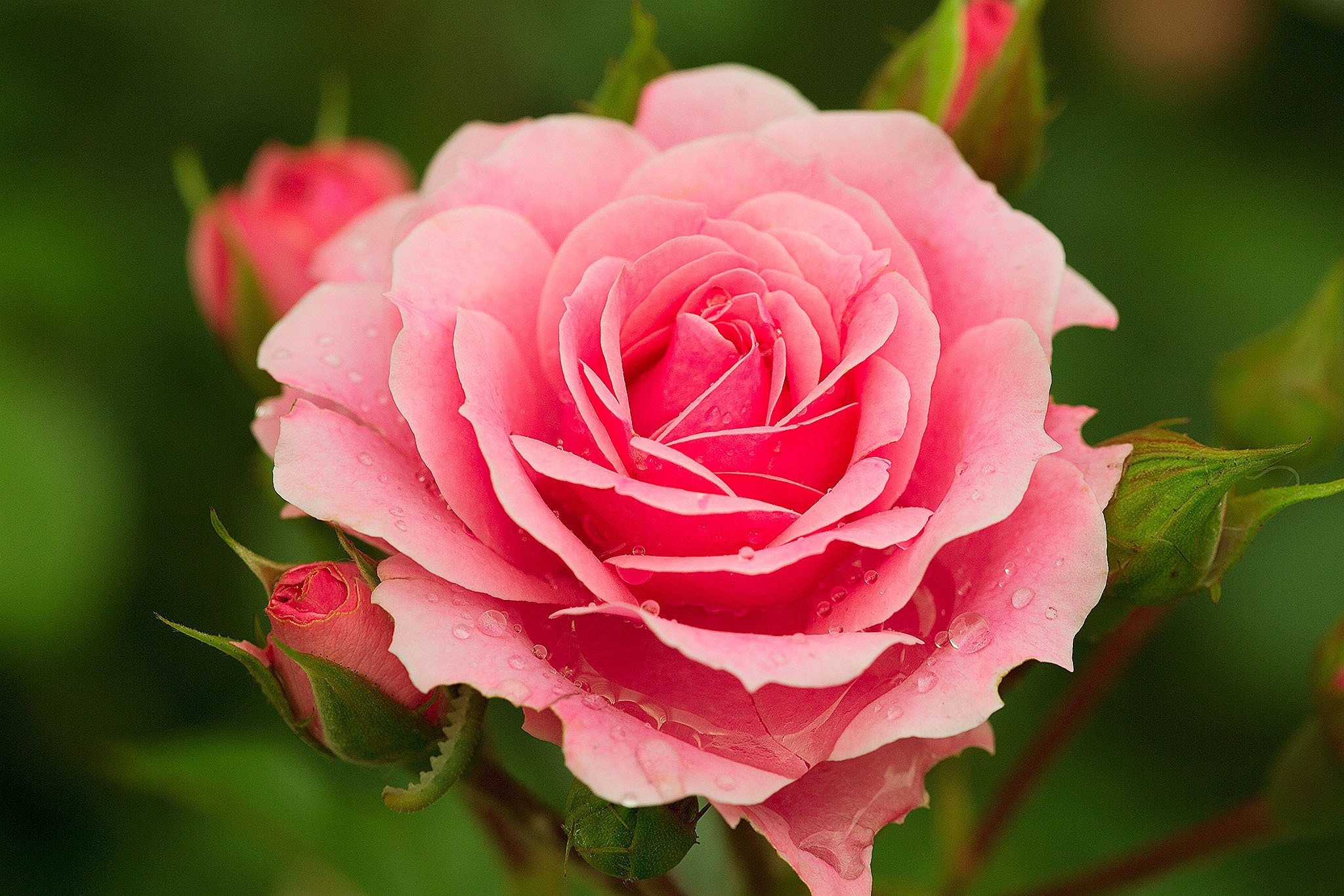 Цветы розы фото. Роза Лавли Пинк. Роза сенлитсу. Роза Оттава. Роза Парадайз.