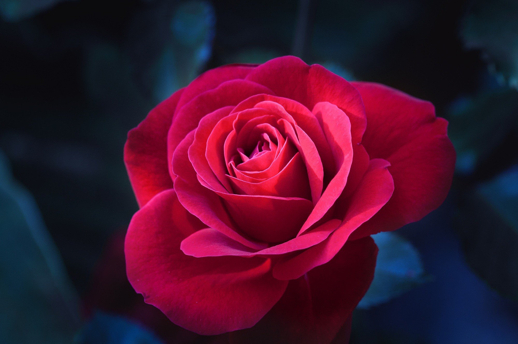Museful rose