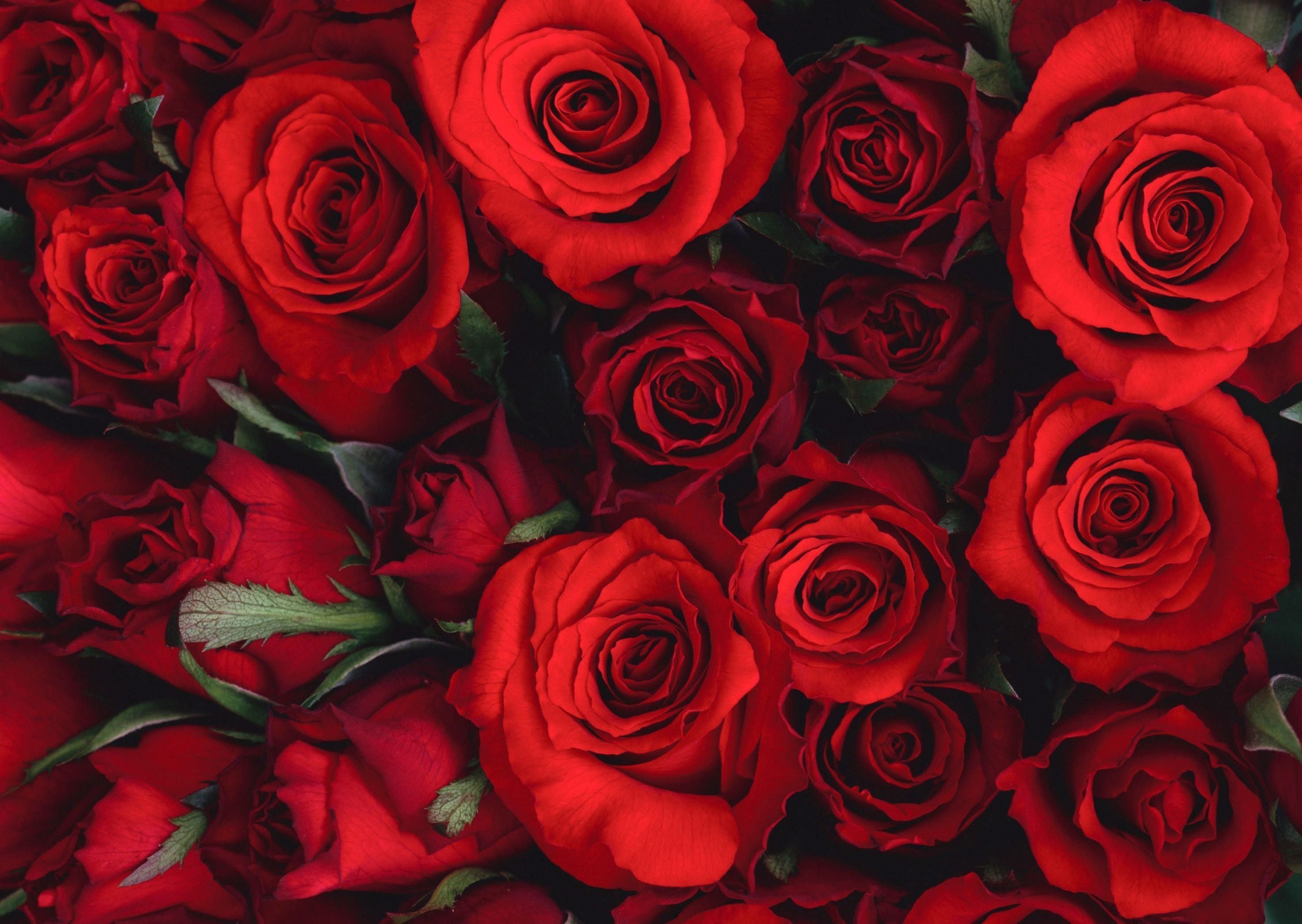 Роз оо. Красные розы. Цветы розы красные. Ярко красные розы. Красные розы фон.