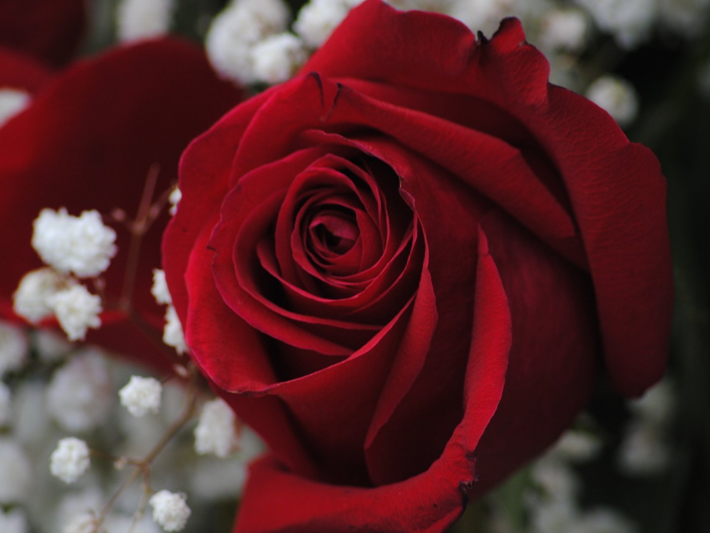 Красивое фото красной розы. Красный цветок. Красные розы. Цветы розы красные. Шикарные красные розы.