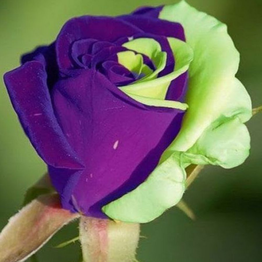 Самые необычные розы в мире фото с названиями
