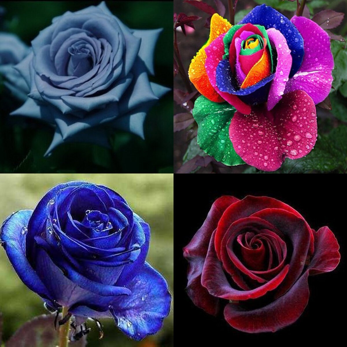 Цветы розы разновидности