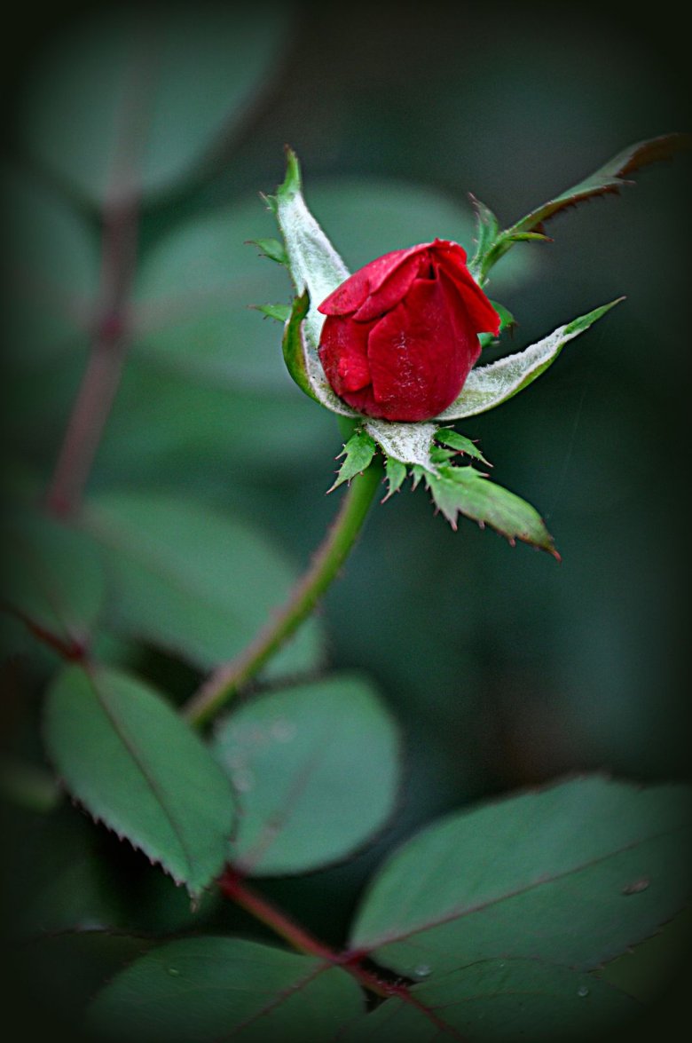 Красные бутоны телеграм. Красивые бутоны роз. Нераскрывшийся бутон розы. Красные розы.