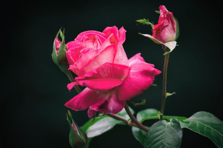 Красивые розы на телефон