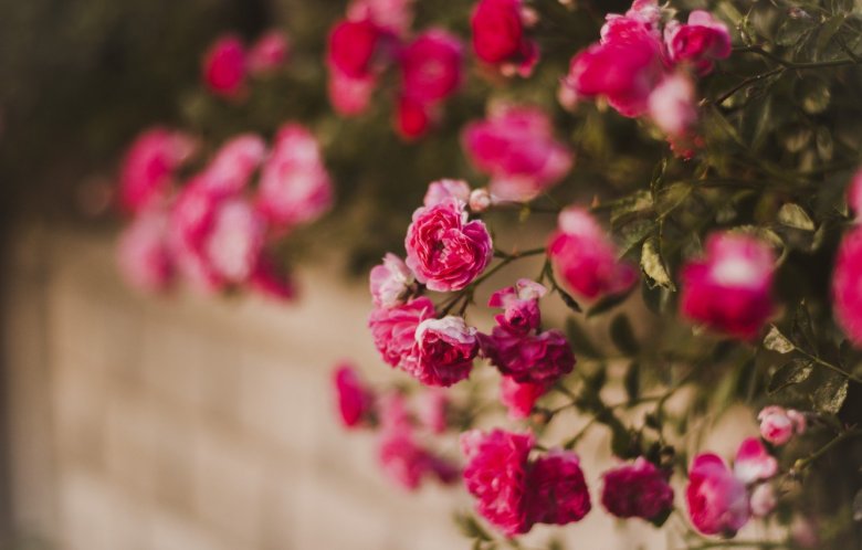 Розовый куст мелкие цветы