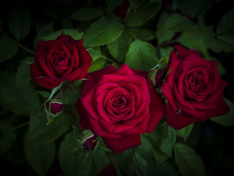 Красные розы HD