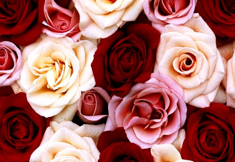 Розы картинки красивые