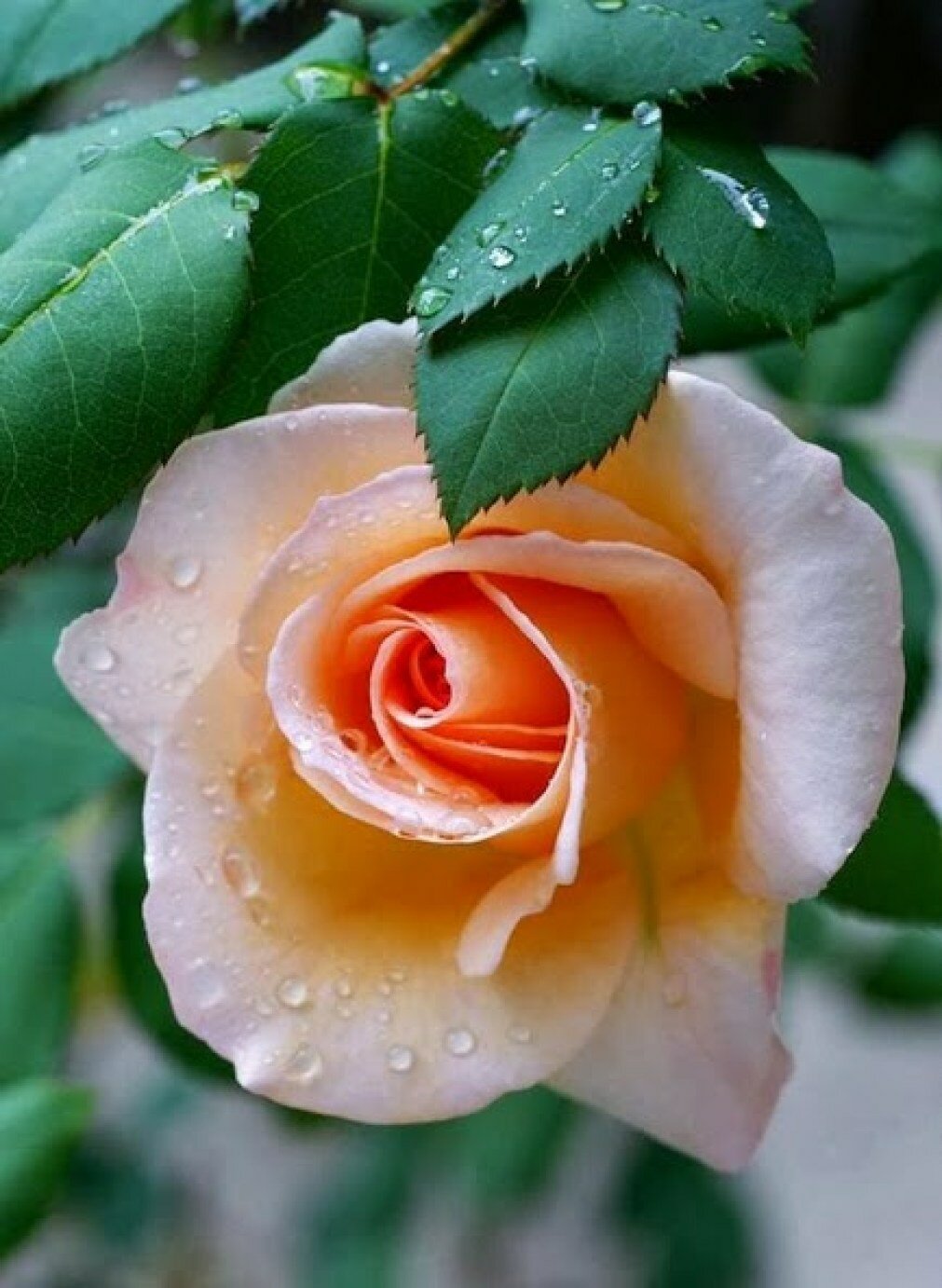 Beautiful rose flowers. Очень красивые цветы. Красивые розы. Роскошные розы.