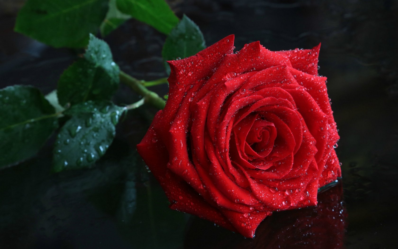 Красивое фото красной розы. Красивые розы. Розы фото красивые. Красный цветок. Шикарные красные розы.