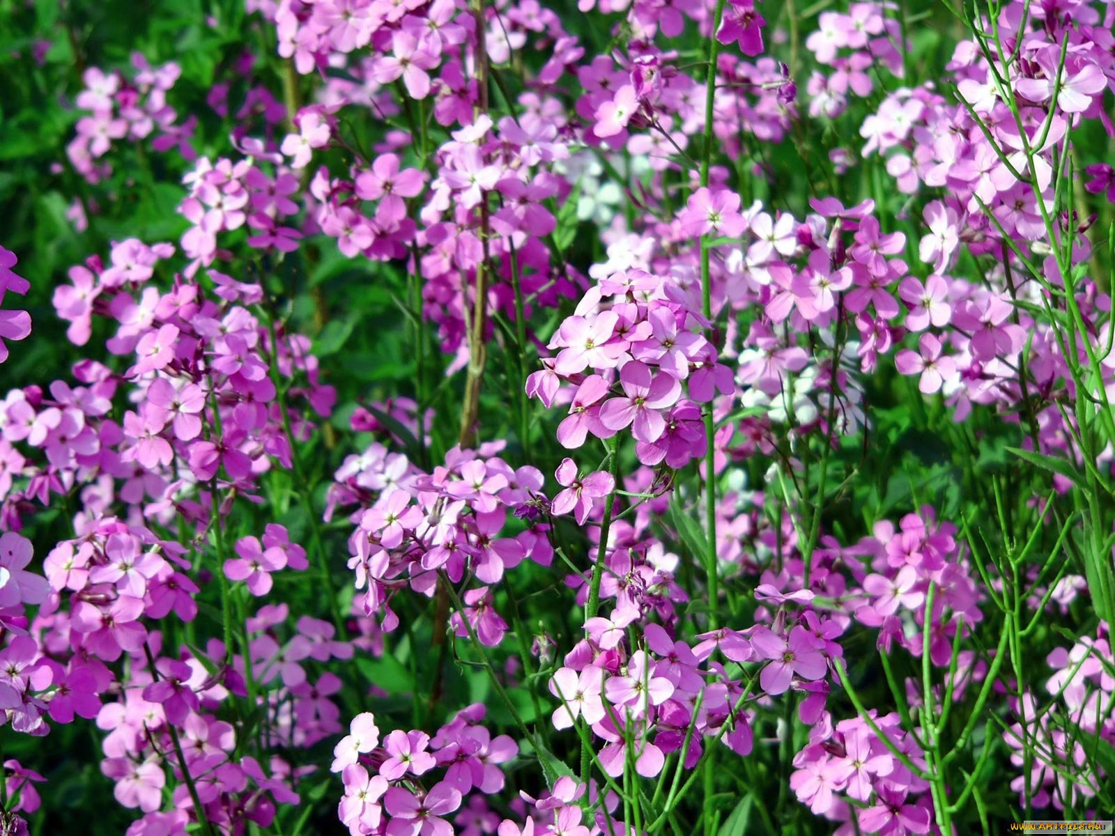 Цветы маттиола двурогая посадка и уход фото