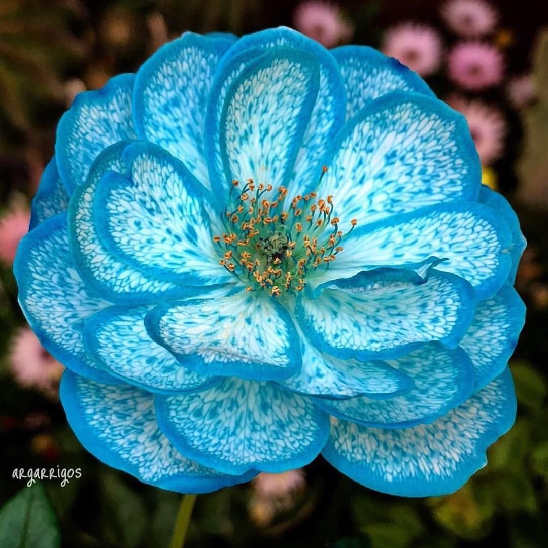 Редкий синий цветок
