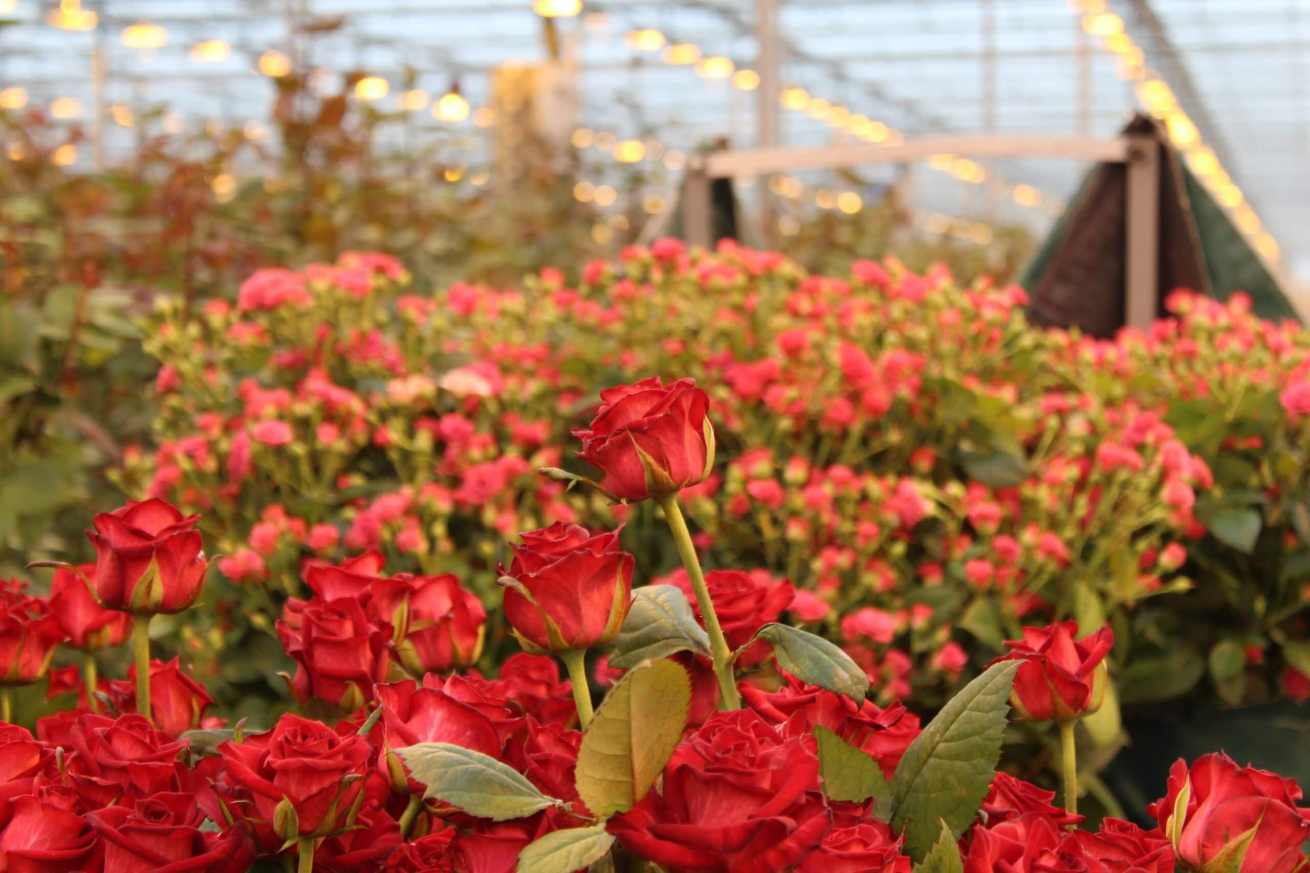 Выращивание рос. Плантации кустовой розы Голландия. Империал плантация роз. Розы Голландия в теплице. Плантации роз в Эквадоре.