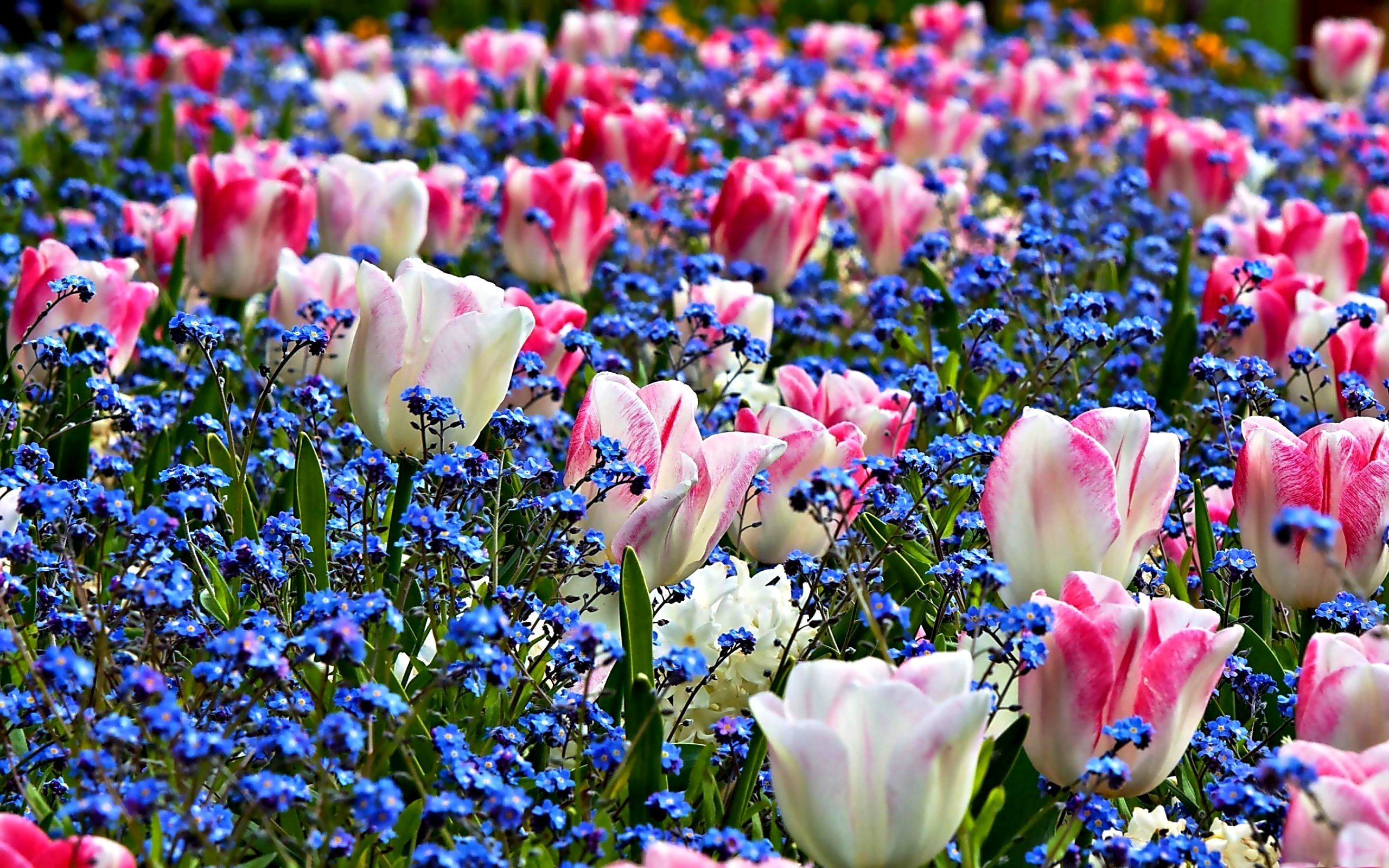 Картинки красивые весенние 2024 года. Фловерс Flowers цветы тюльпаны. Прекрасные цветы. Красивые весенние цветы. Море цветов.