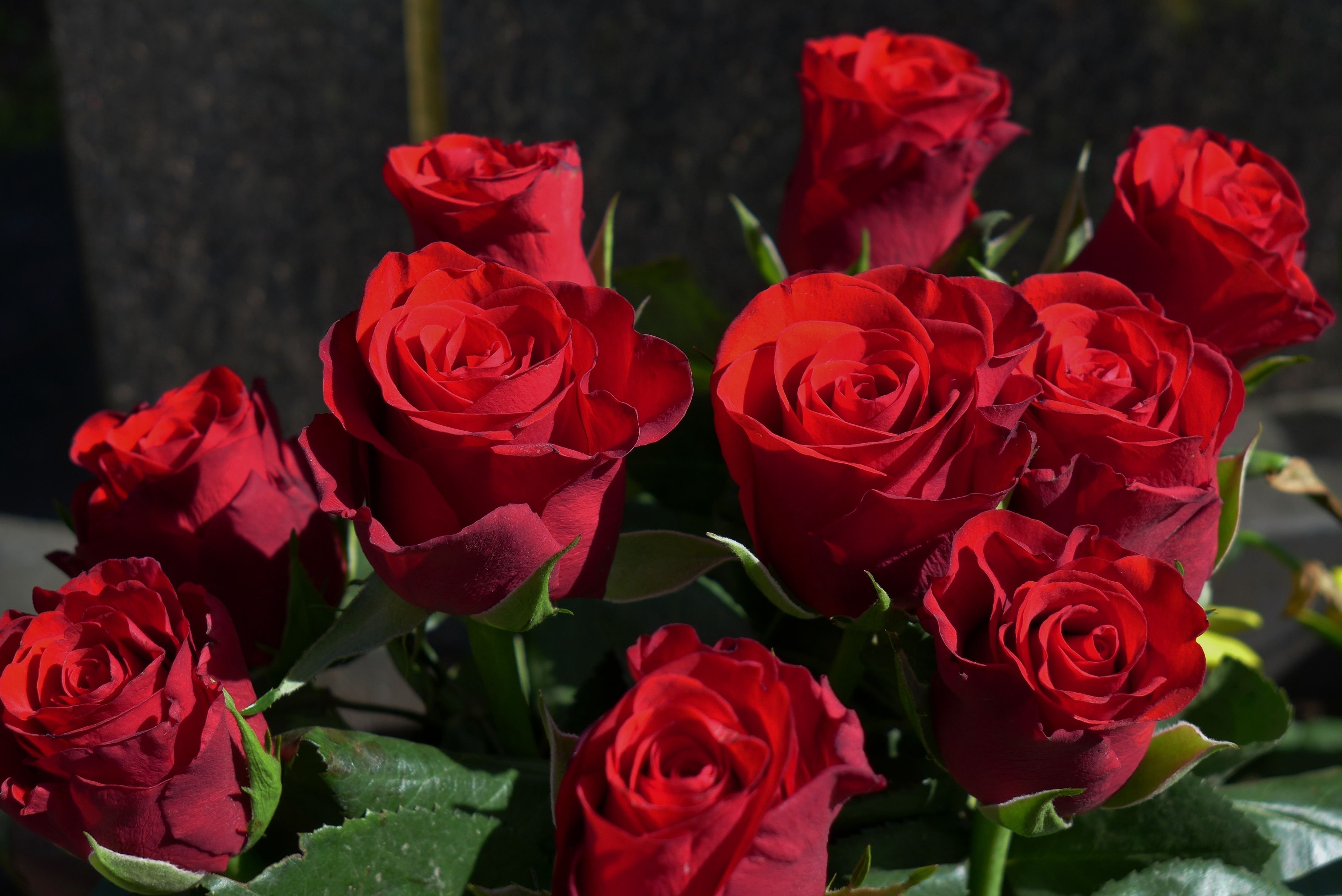 Видео красивых роз. Красные розы.