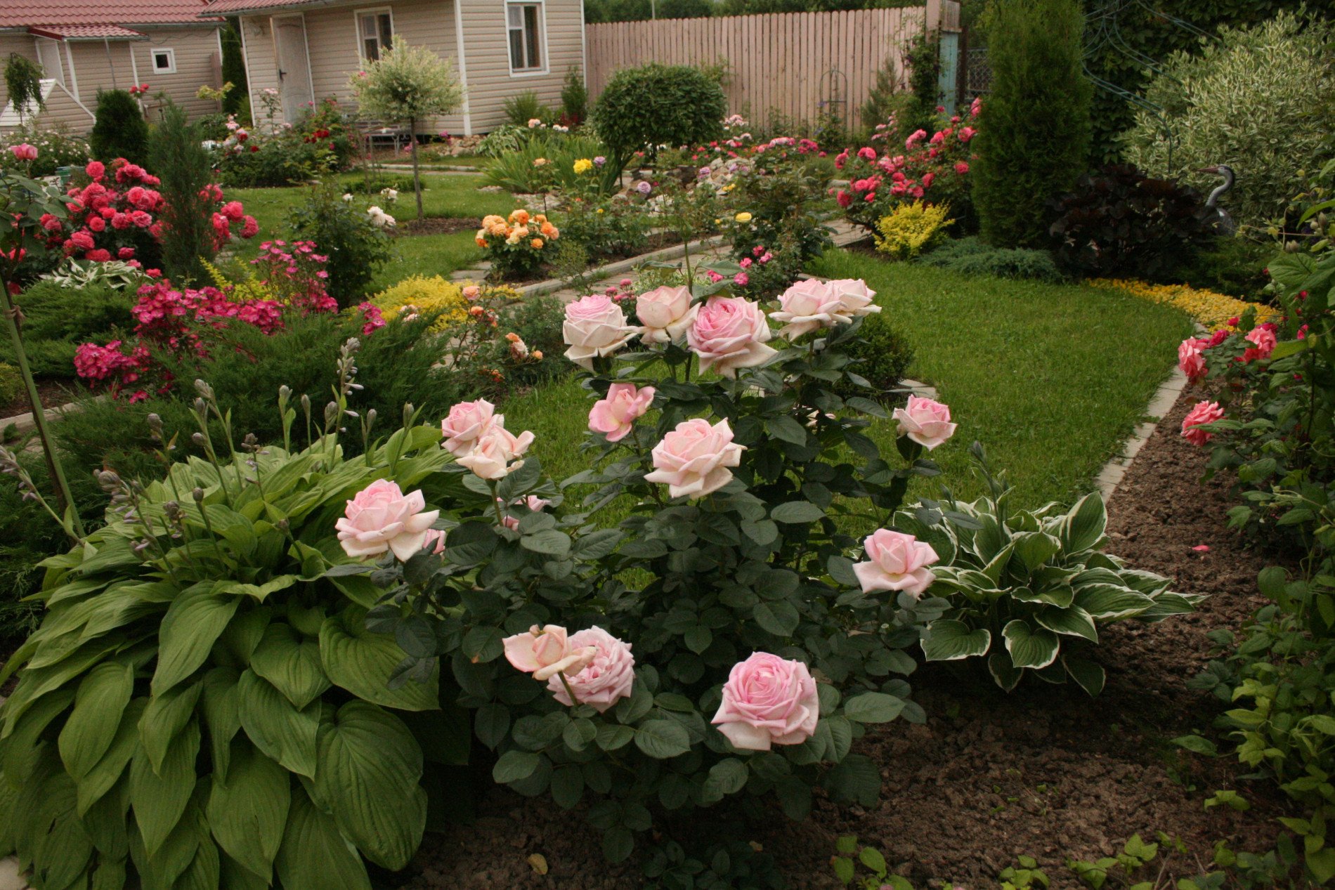 канадские розы в ландшафтном дизайне фото
