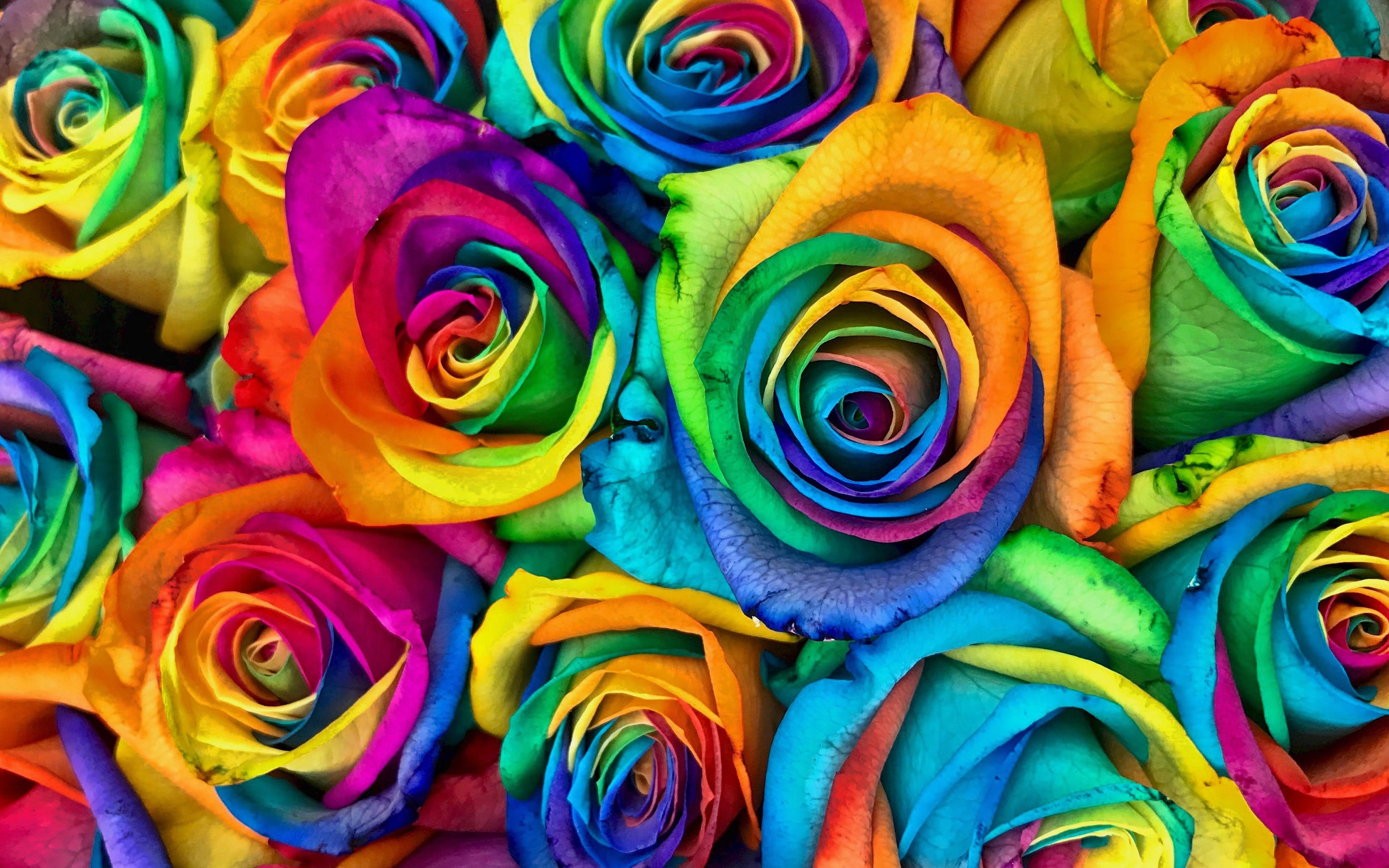 Радужные картинки. Радуга Роуз. Рейнбоу цветок. Радужная роза. Разные цвета радуги.