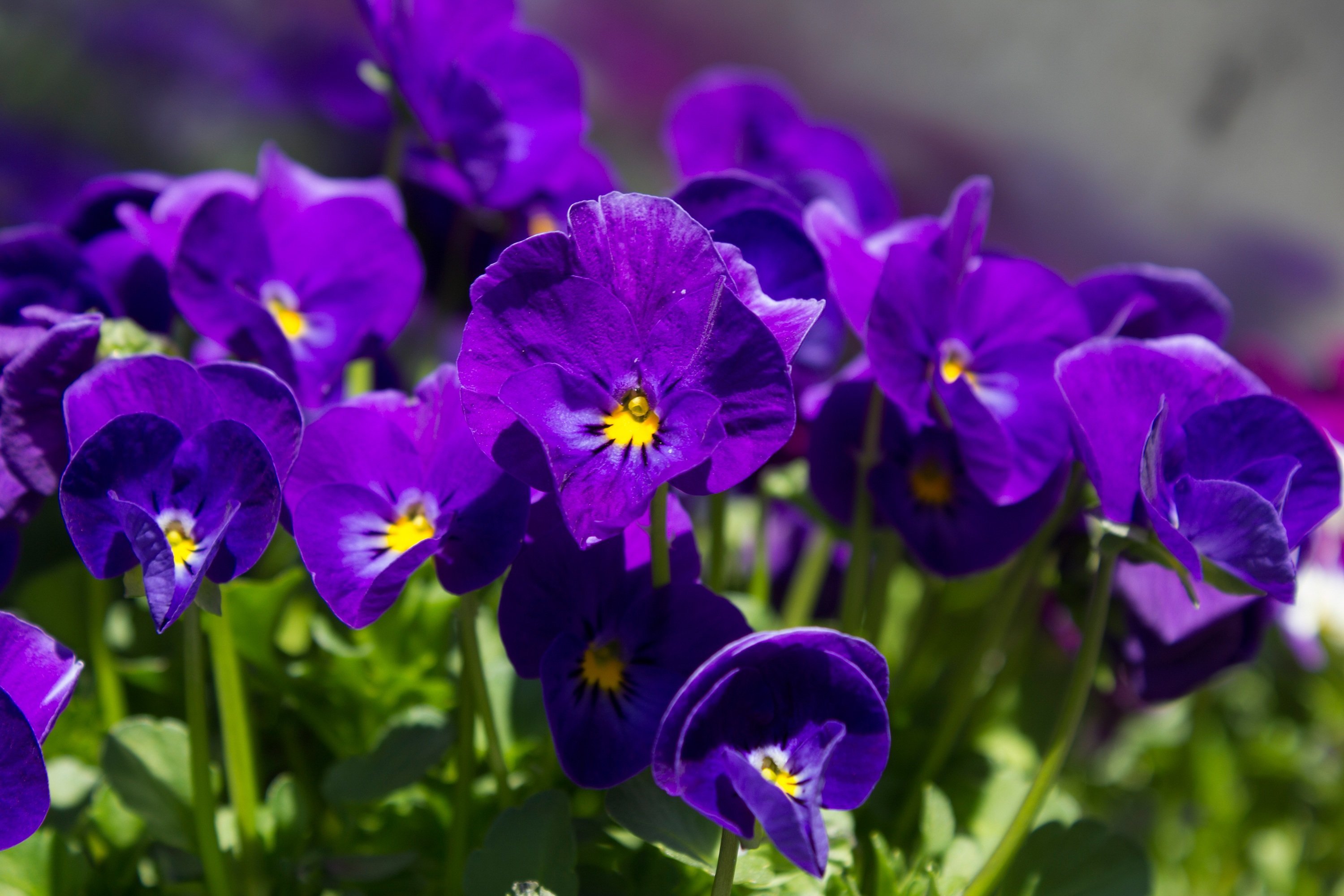 Цветок фиолетового цвета название и фото