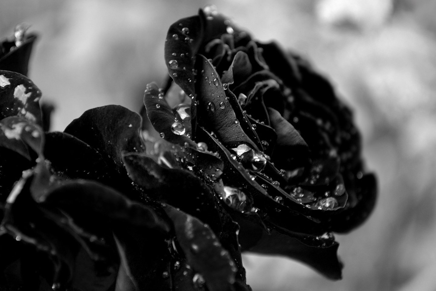 Черней черных картинки. Черная роза. Красивый черный. Чёрная роза цветок. Красивый черный цвет.