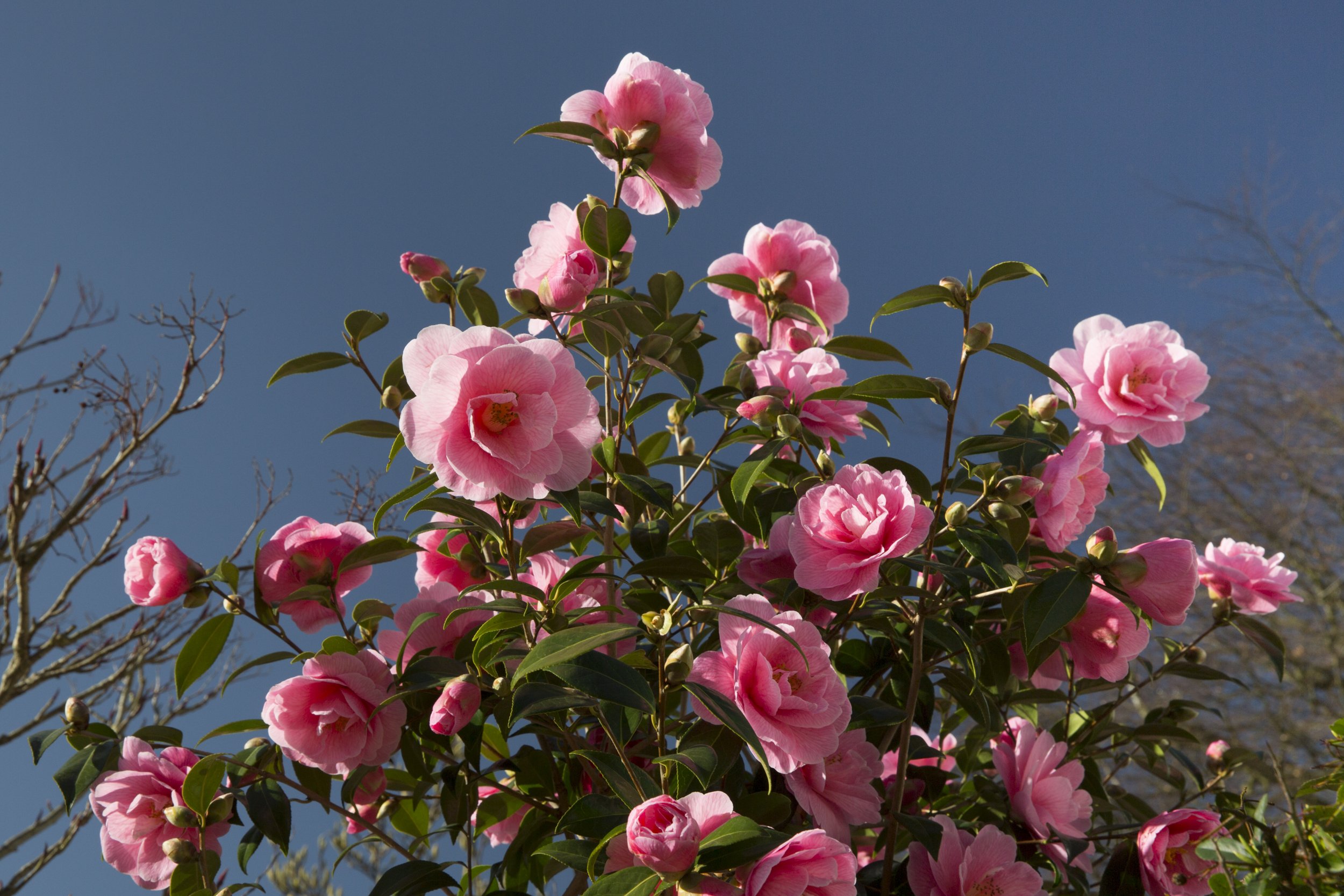 Розы красивые кусты роз. Камелия розовая куст. Миддлемист Камелия.