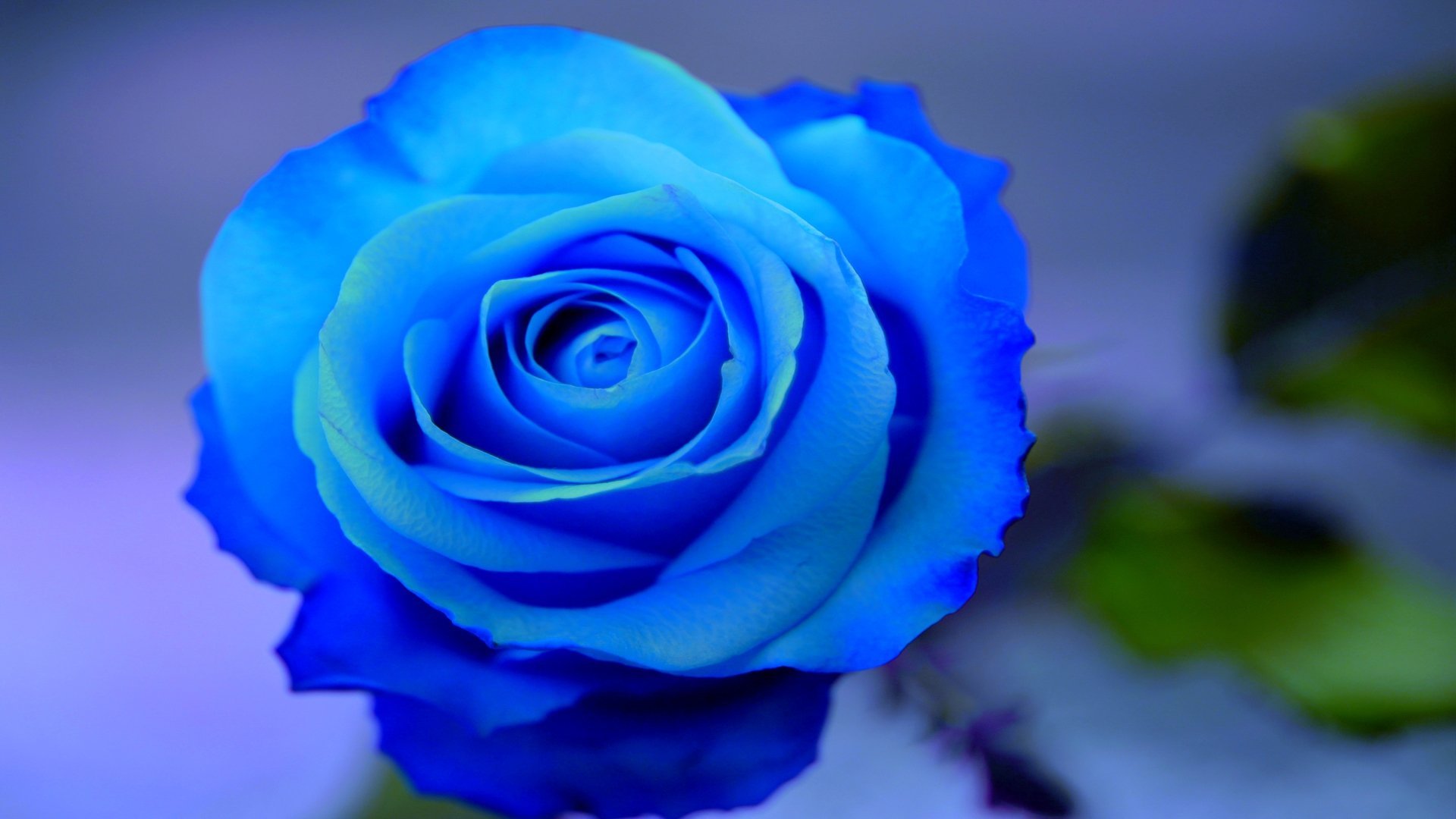 Красивые синие розы (71 фото) 
