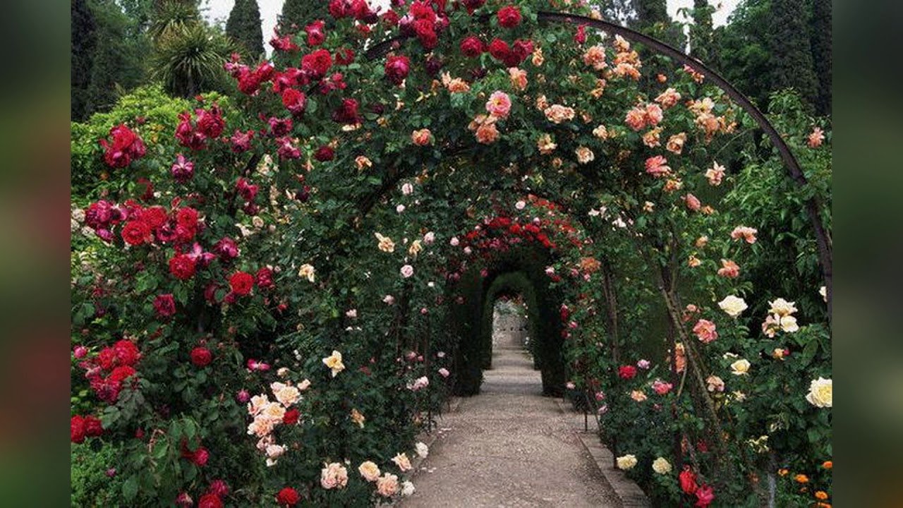 Узбекские розы. Плетистые розы.
