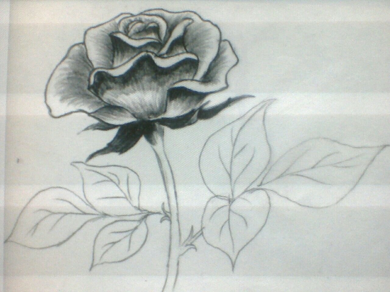 Красивый легкий рисунок. Цветы рисунок карандашом. Цветы карандашом для срисовки. Рисунки для срисовки цветы.