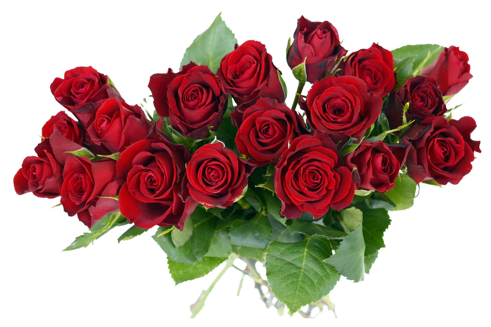 Букет красных роз. Розы снизу