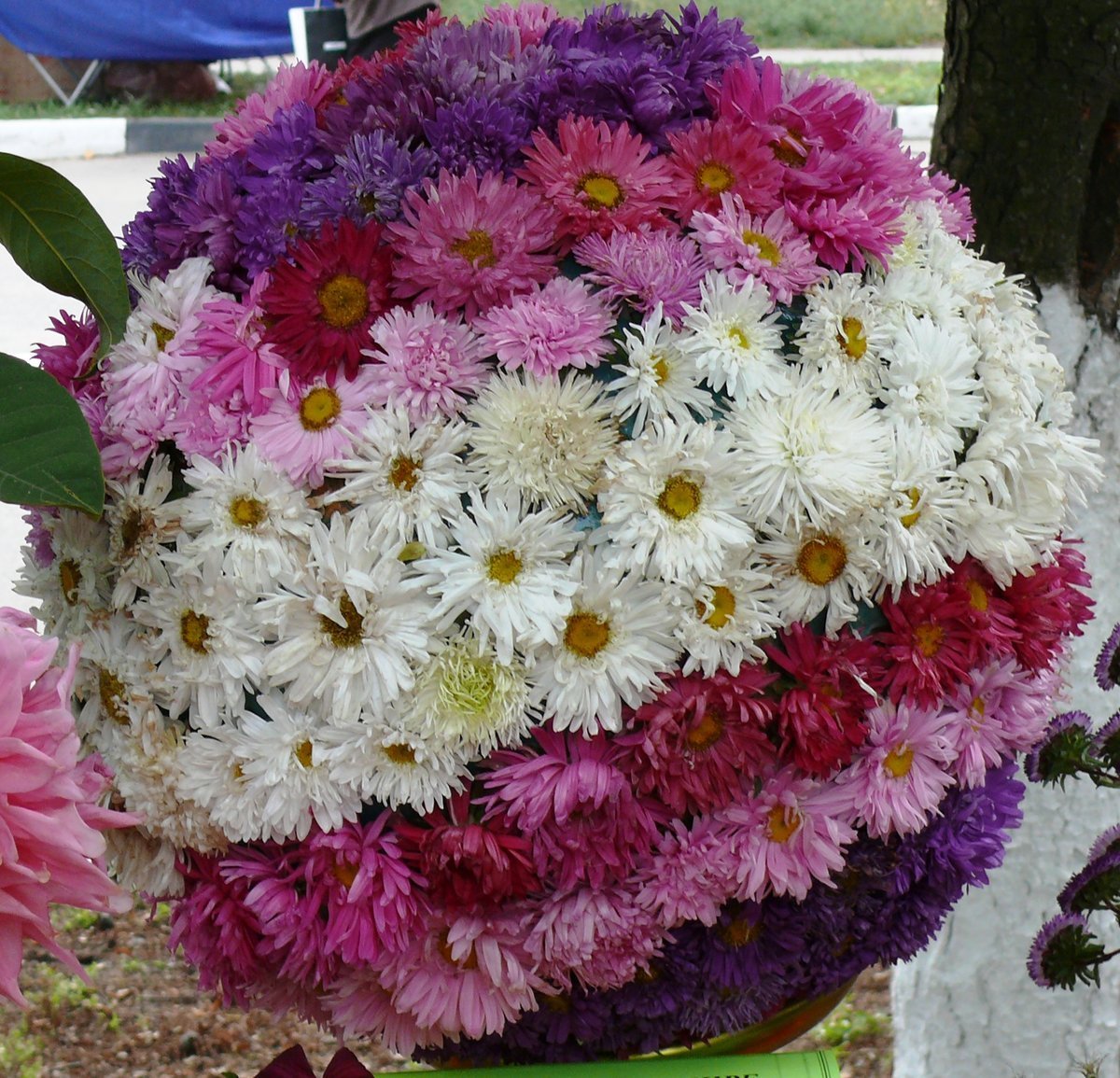 Букет хризантем фото с днем рождения женщине