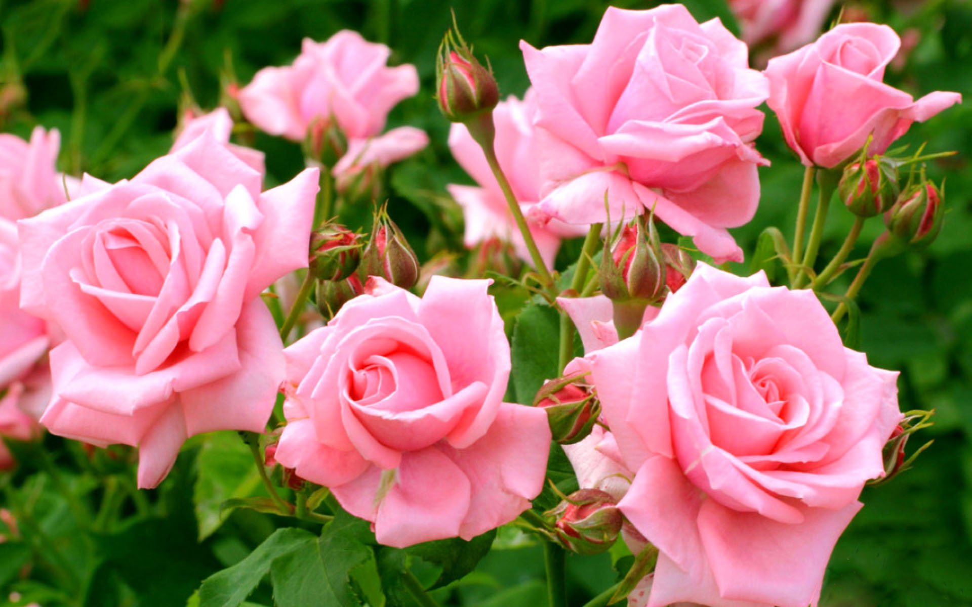 Роза чайно-гибридная Миракл