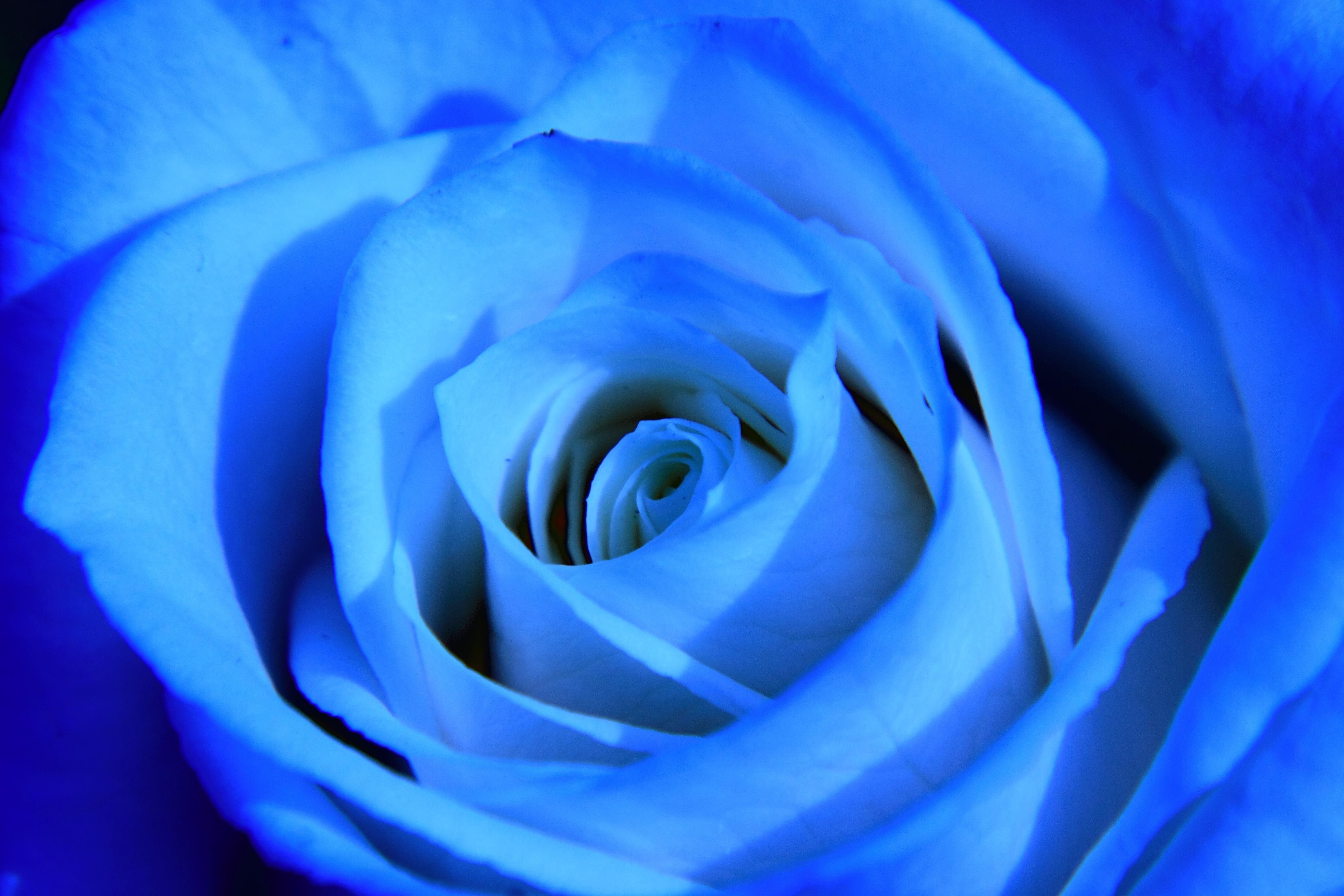 Светло синие розы