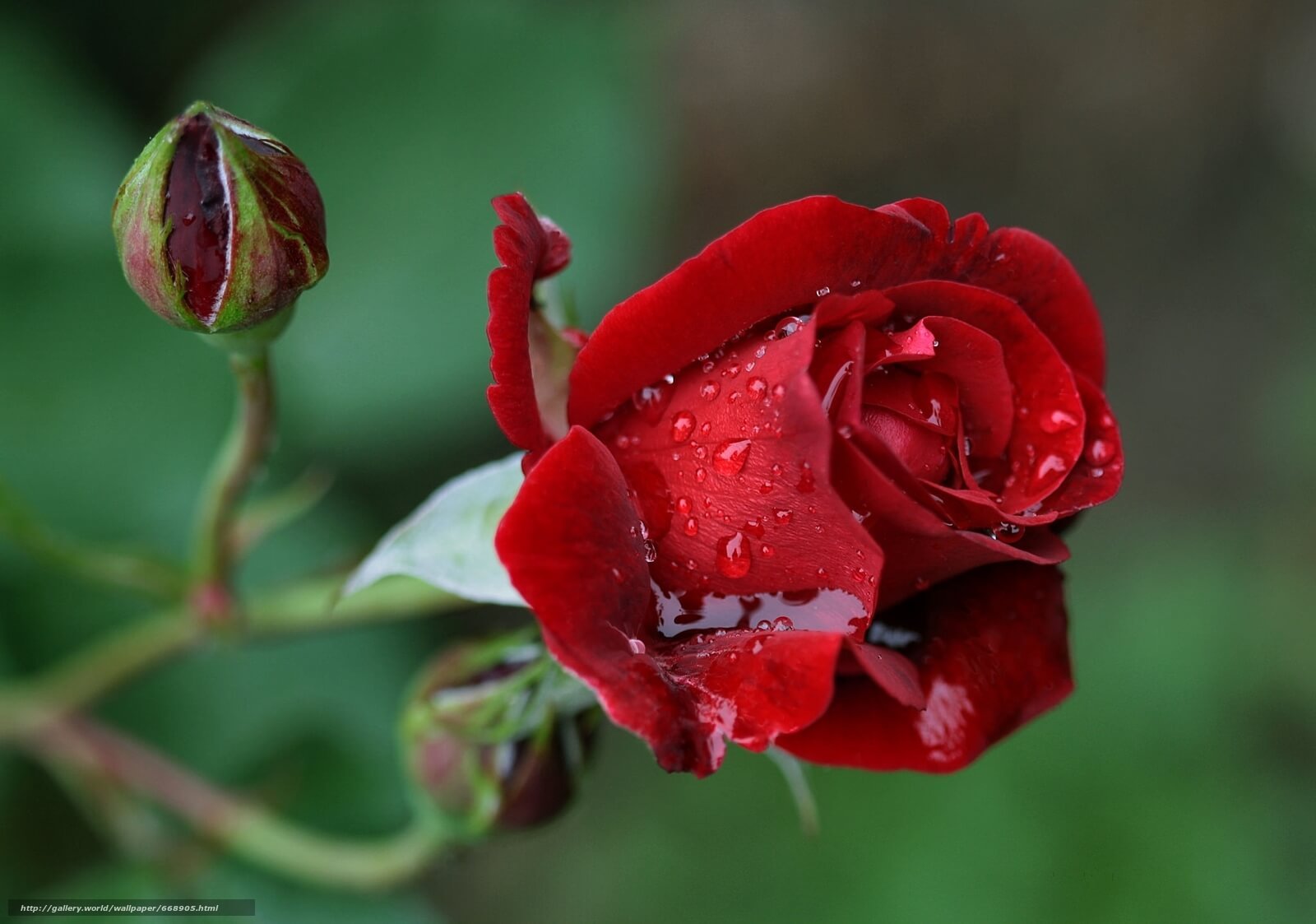Замечательные розы. Бутон красной розы. Бутоны дамасской розы.