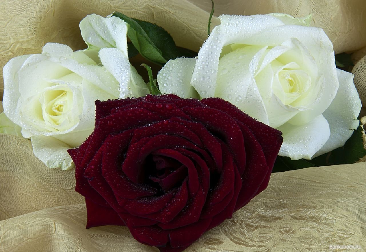Самые красивые розы для тебя