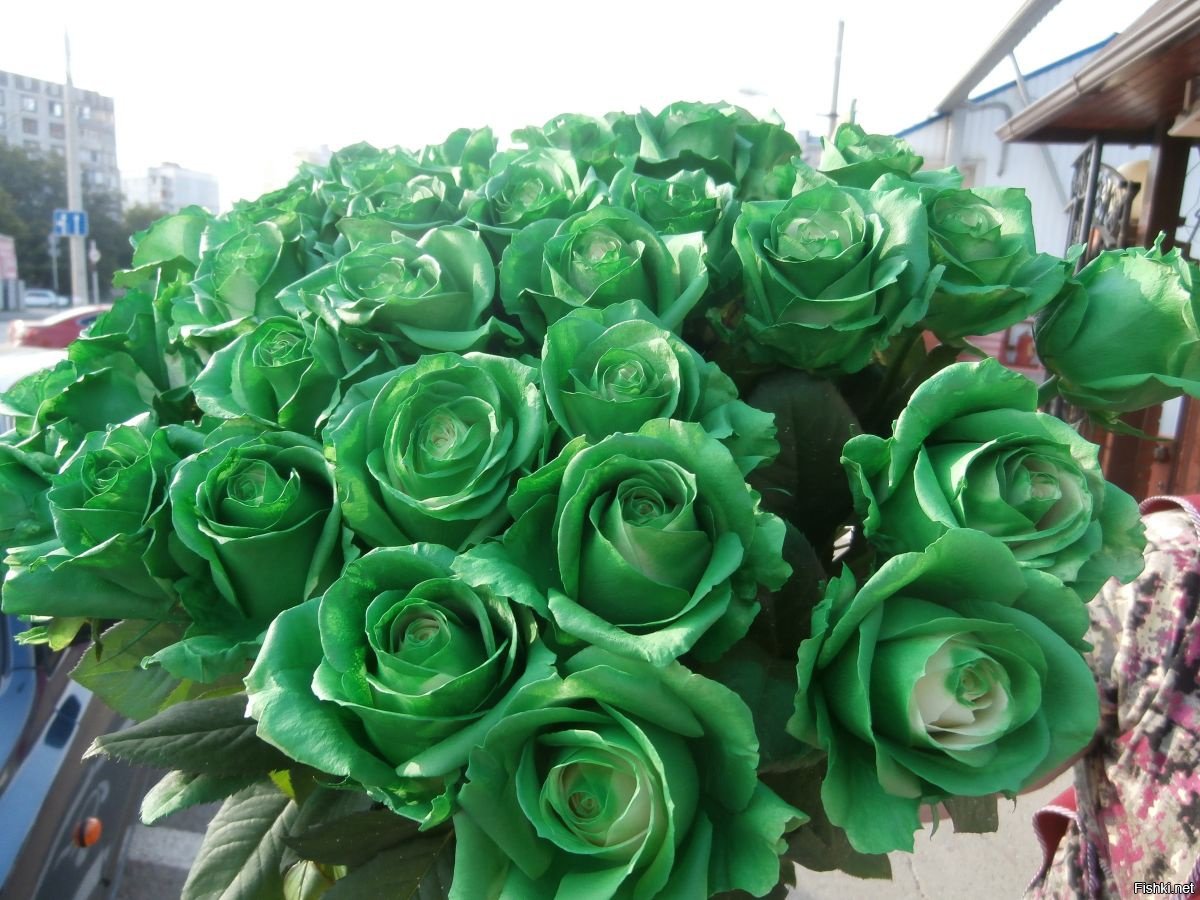 Какие есть розы по цвету. Зеленые голландские розы.