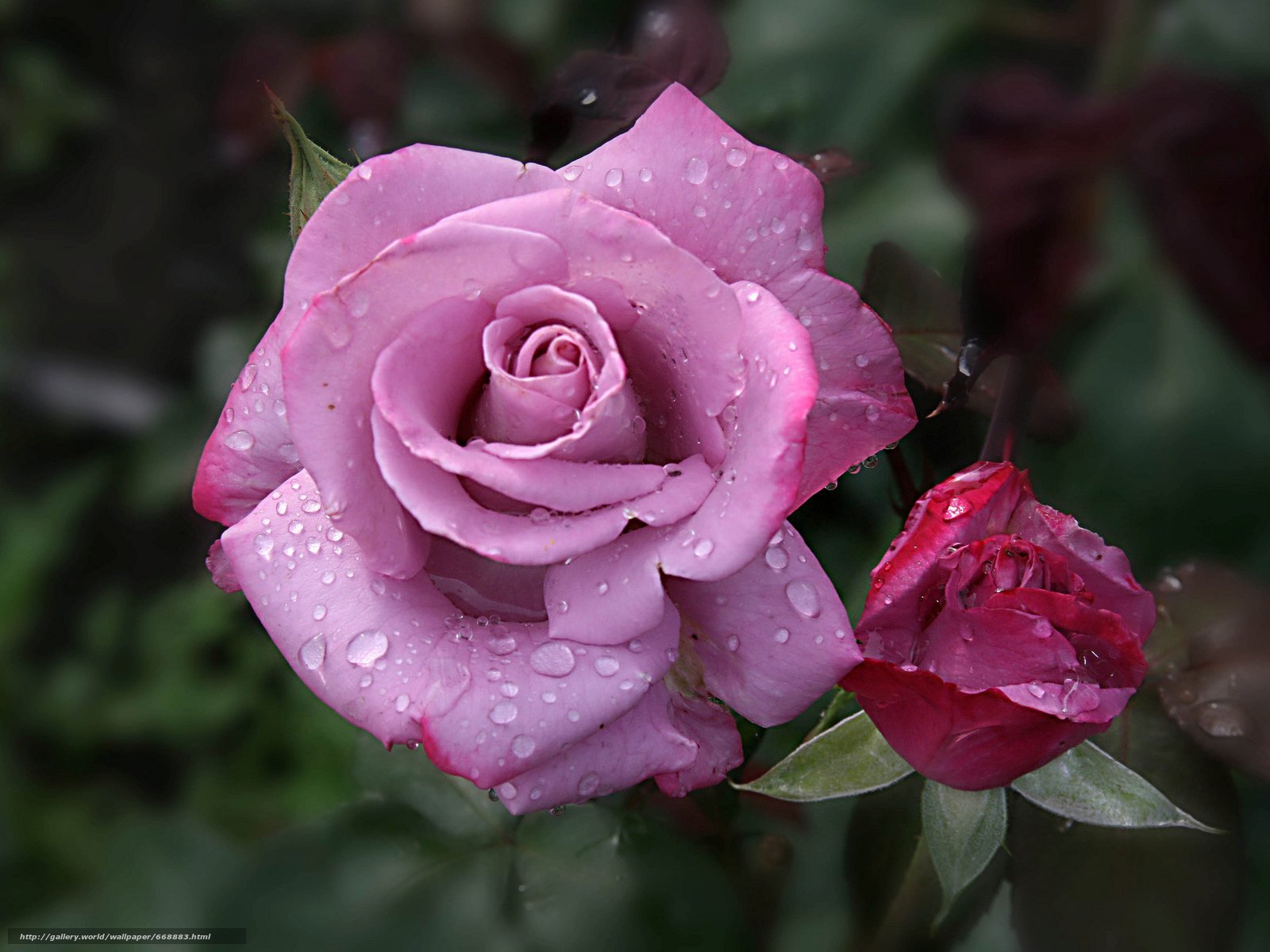 Картинки розы. Роза фулл Монти. Роза грандиоза. Чайно гибридная роза Шаниэлла. Роза чайно-гибридная Доминика.