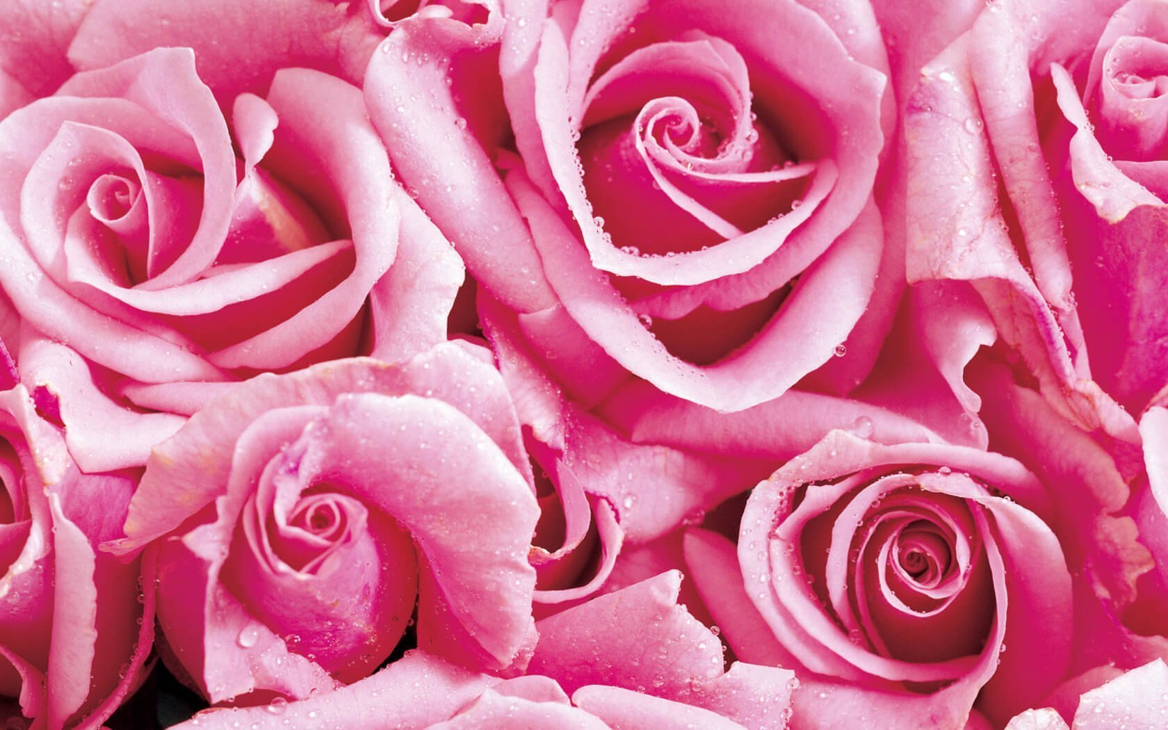 Обои розочки. Розовые розы. Розовая коза. Ярко розовые розы.