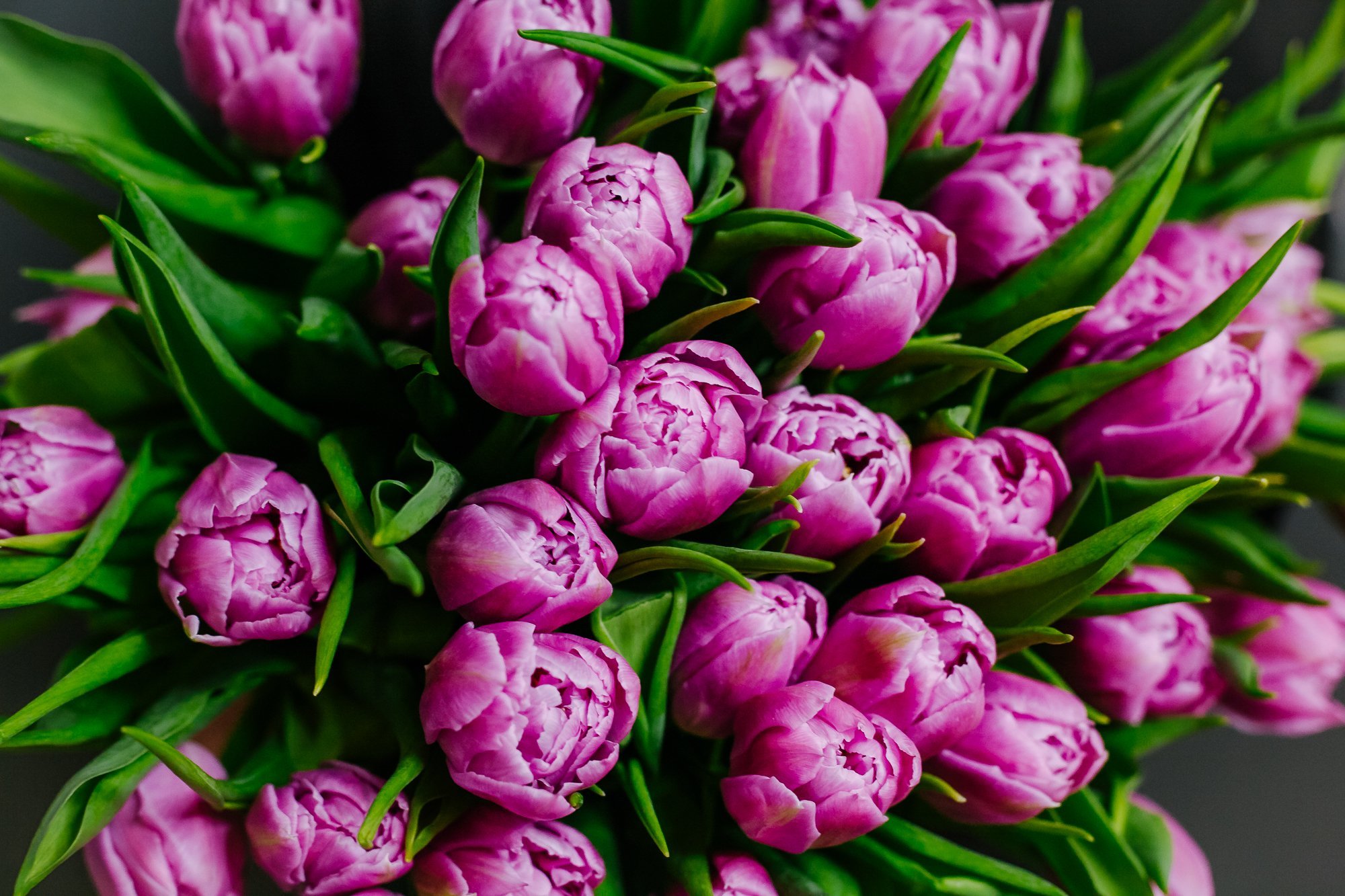Сорт Пионовый тюльпаны