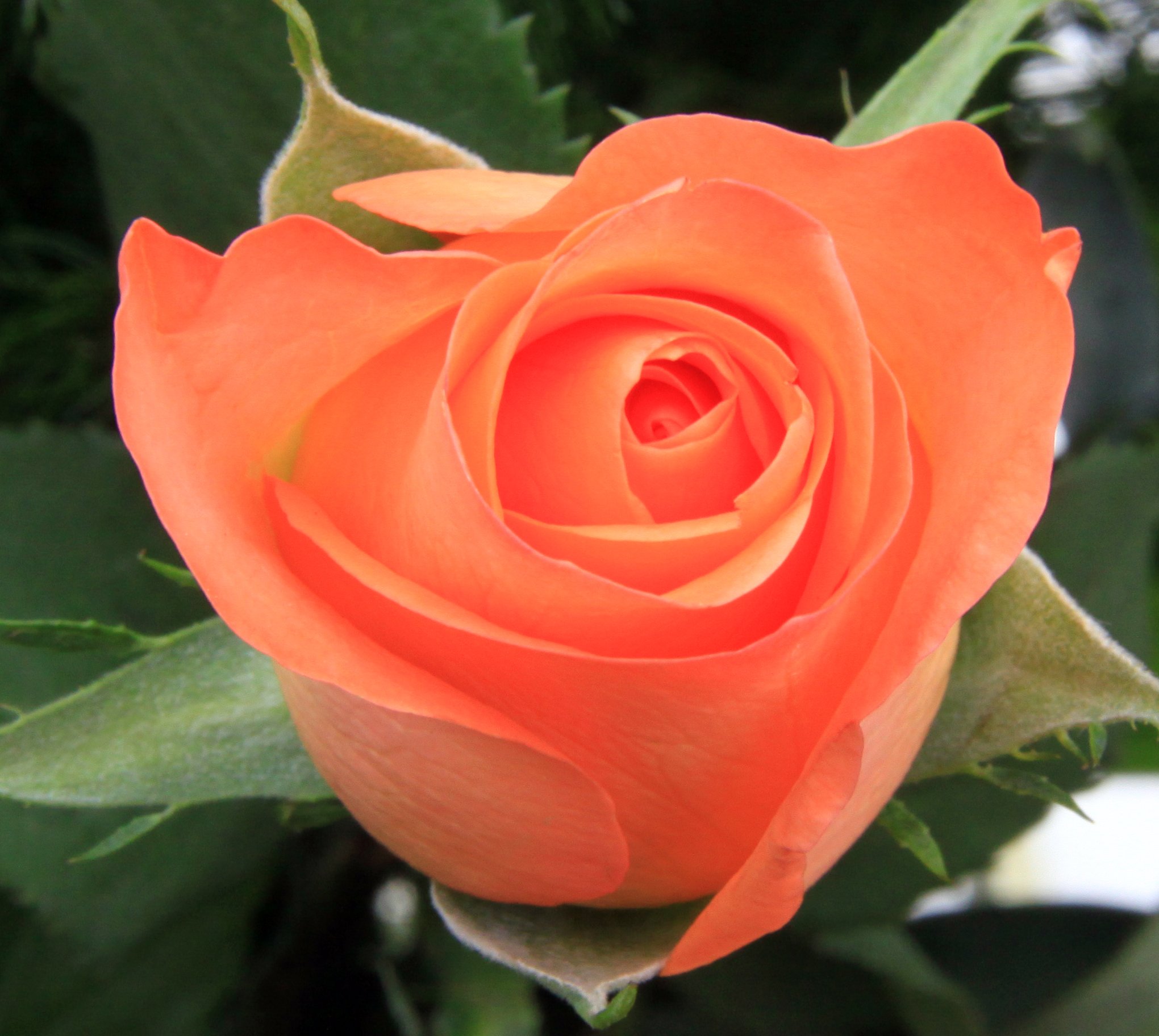 Красивые названия роз. Персик-оранж сорт розы. Розы персиковые чайно-гибридные сорта.