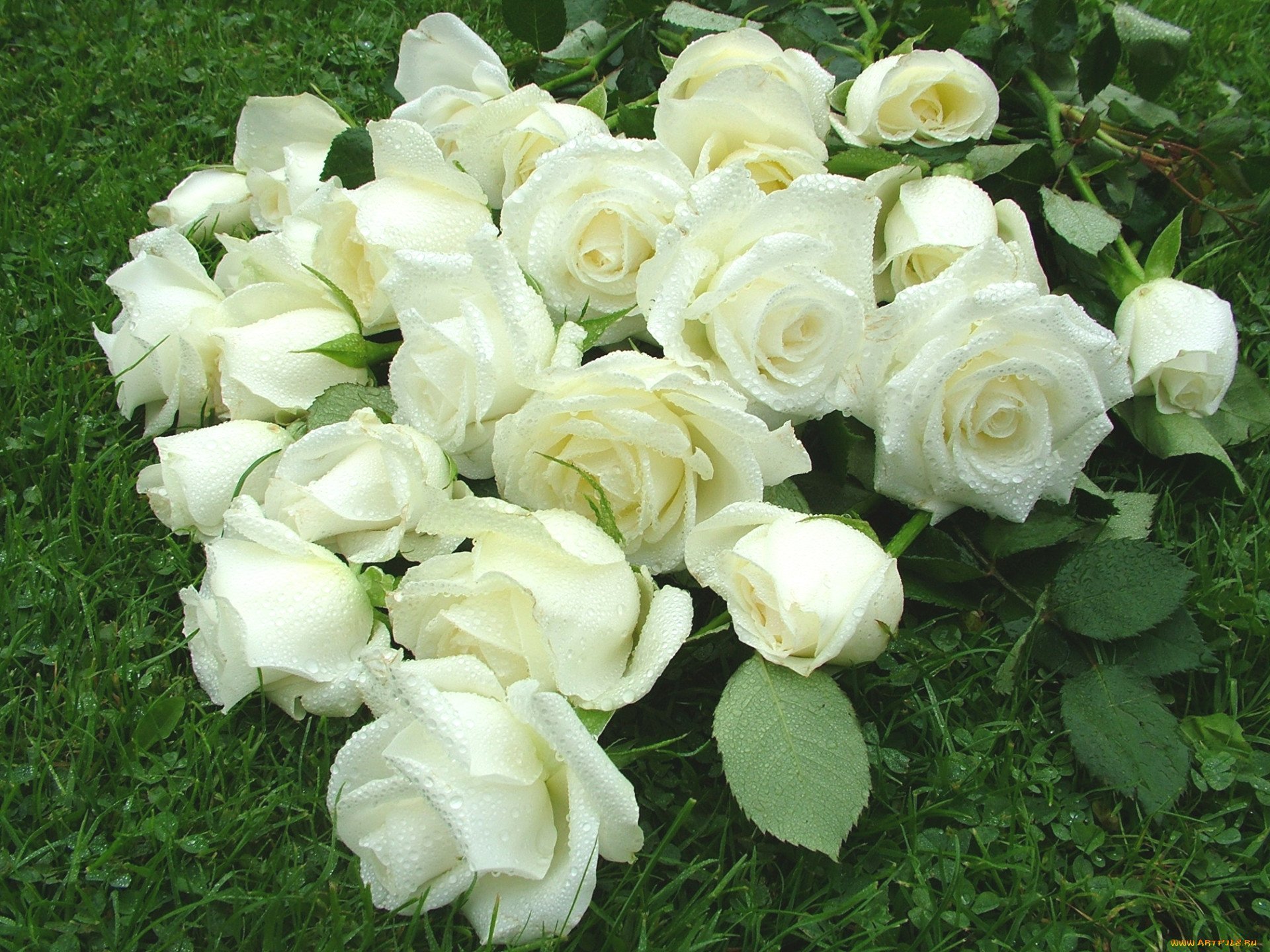 Бледно Белые Розы